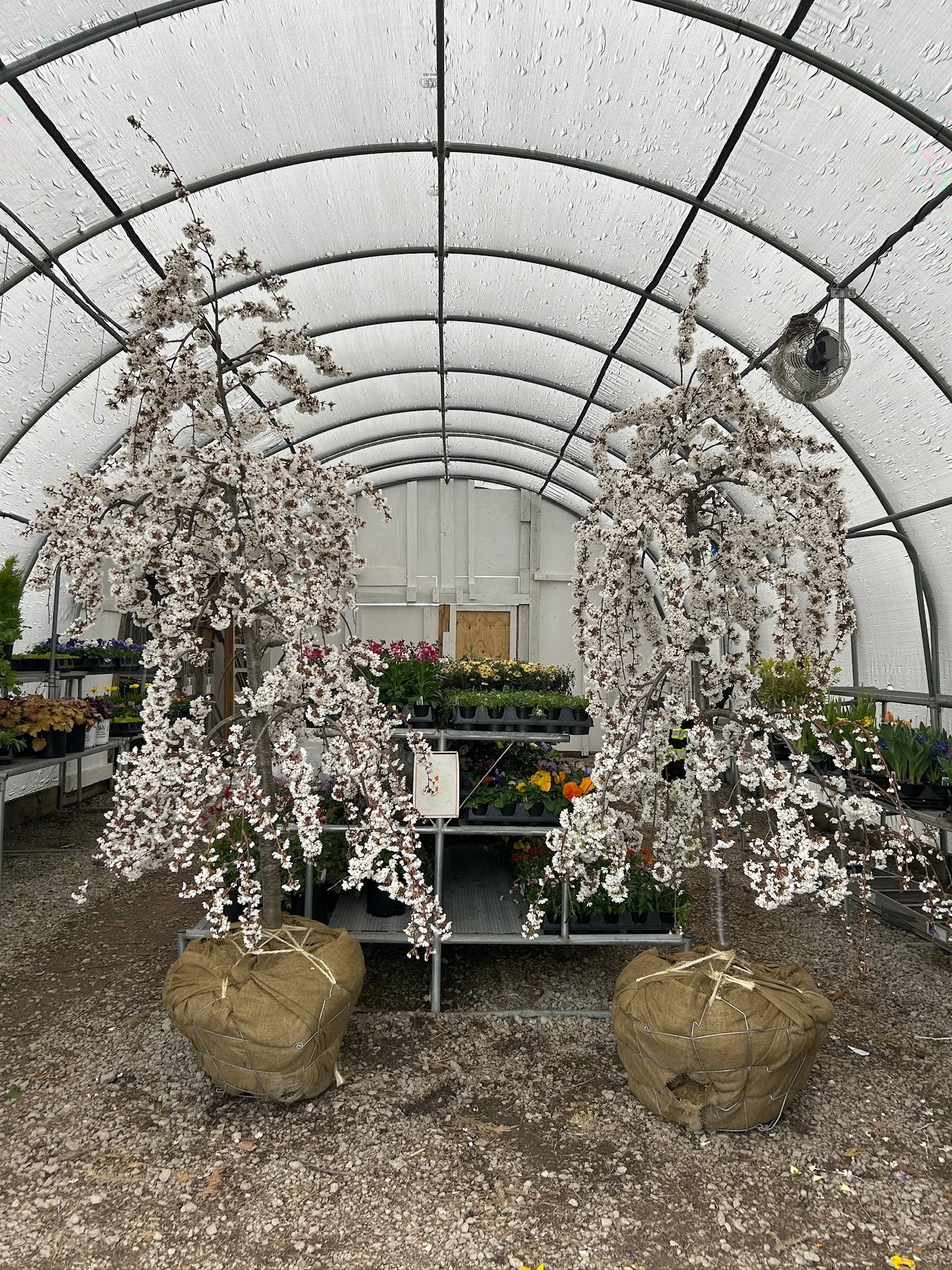 2.5” Prunus ‘Snow Fountains’