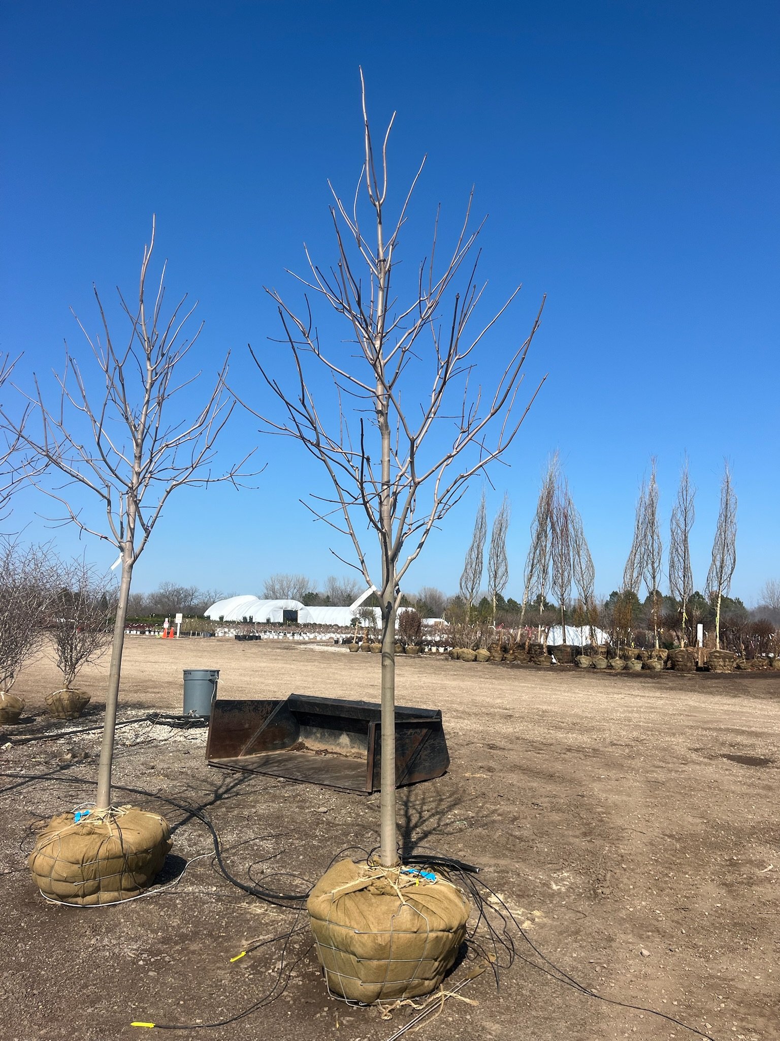 3” Acer platanoides ‘Crimson King’