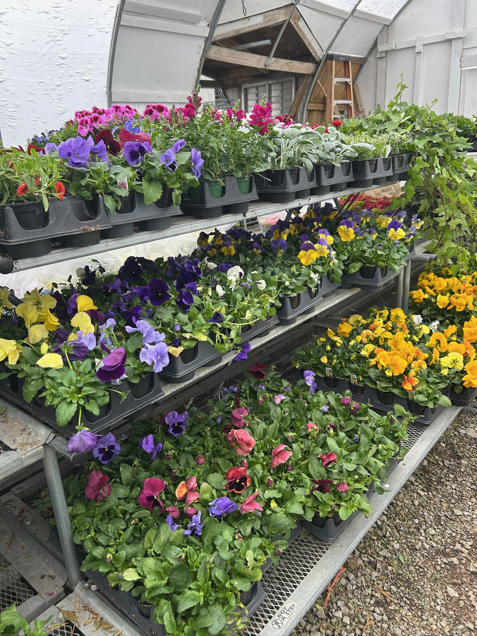 Spring Annuals Ready! (Chicago branch)