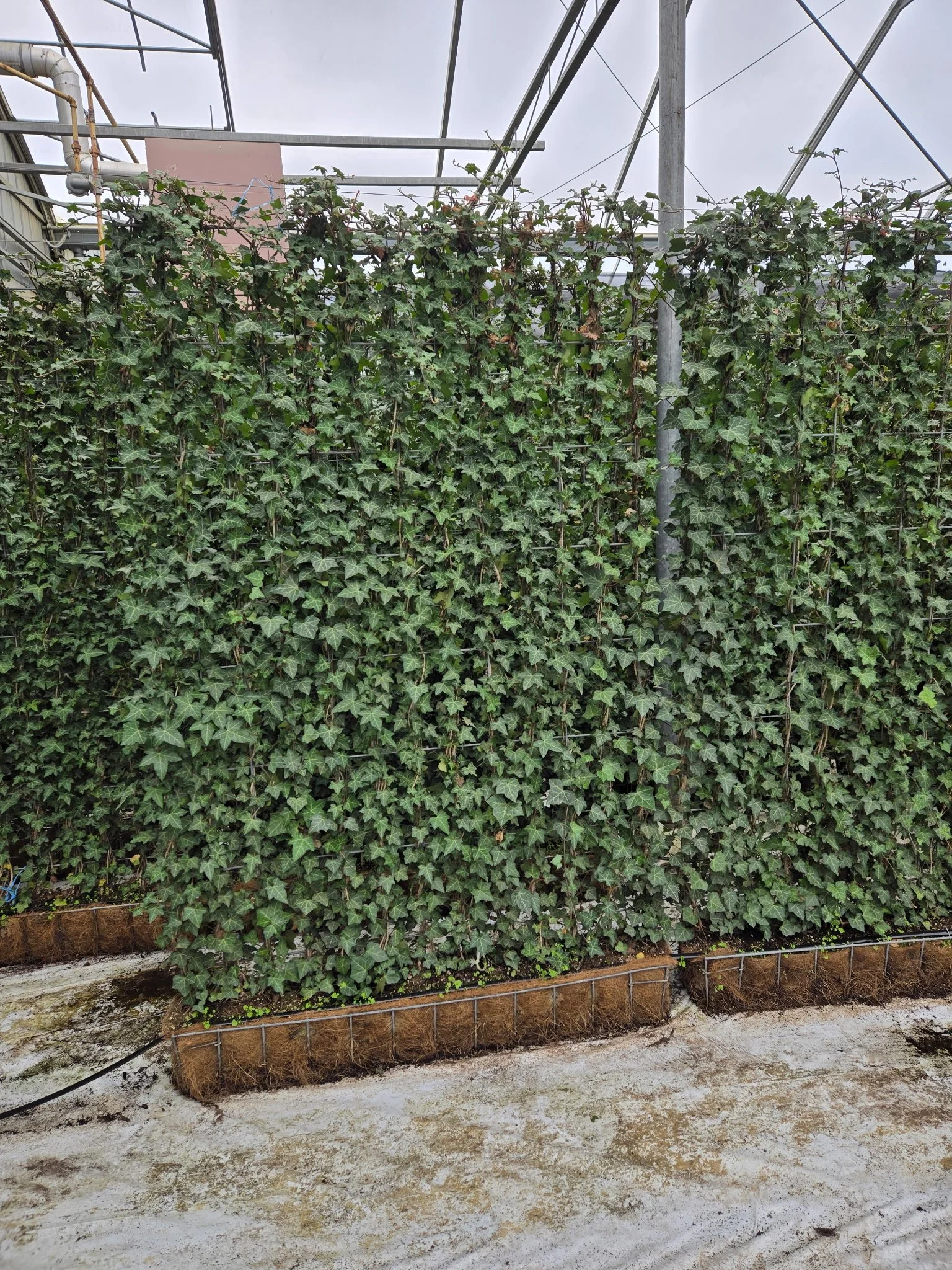 4ft wide X 6ft tall Hedera ‘Thorndale’ panels (special order)