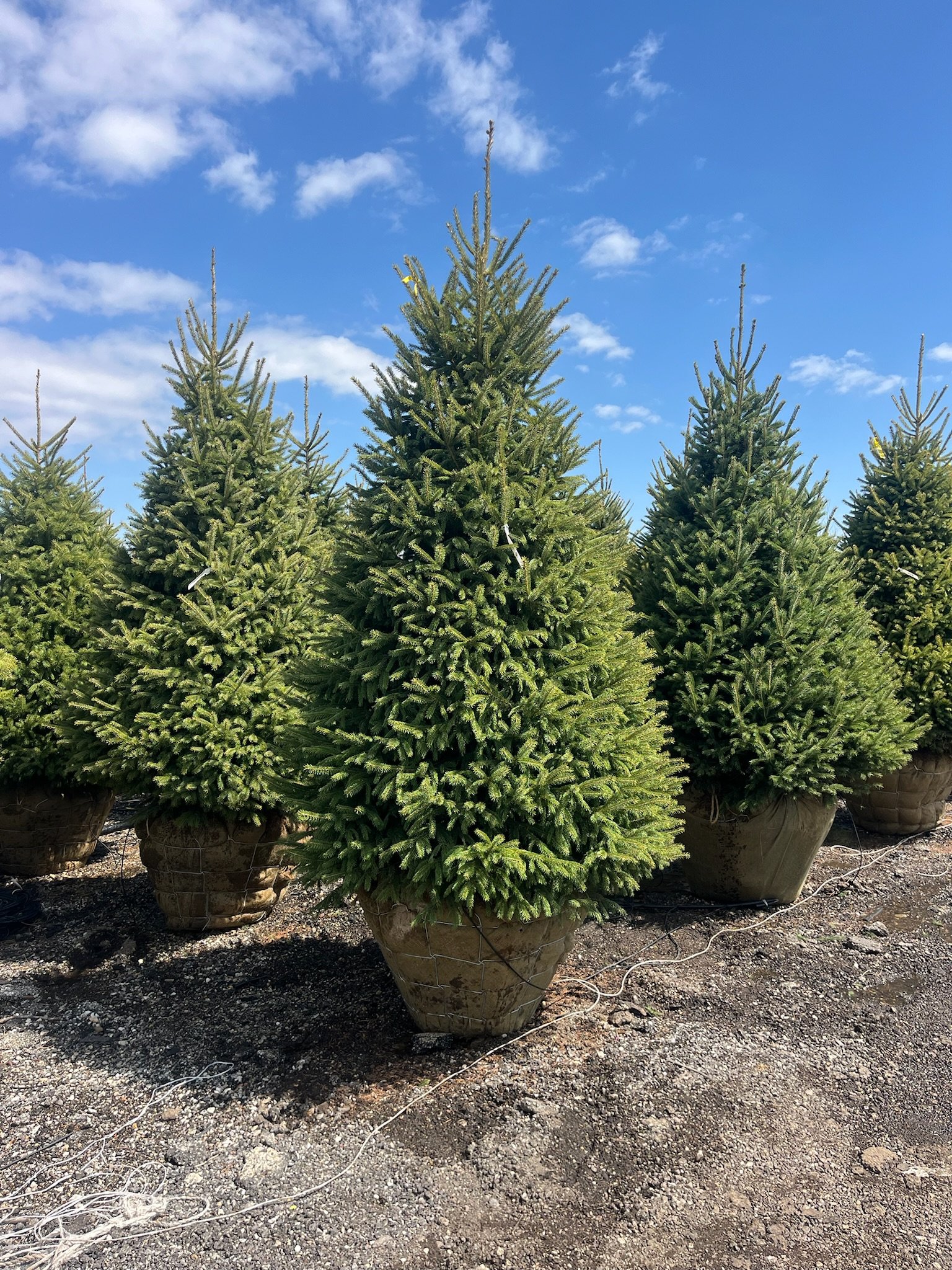 7ft Picea glauca ‘Densata’
