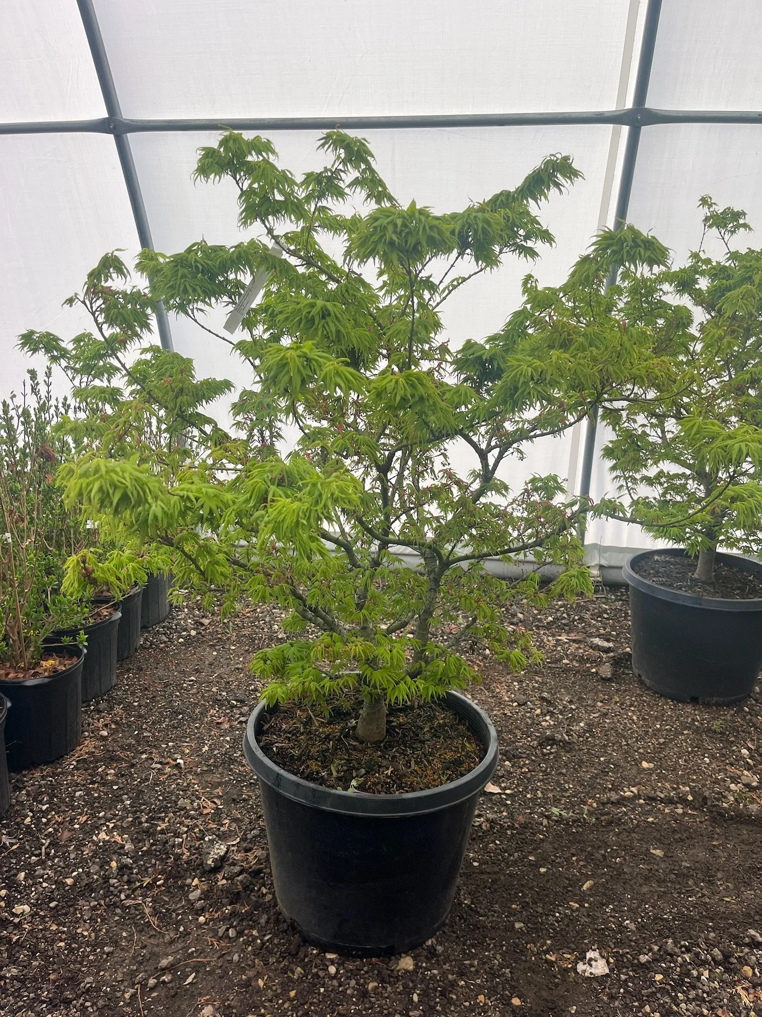 #20 Acer ‘Mikawa Yatsubusa’