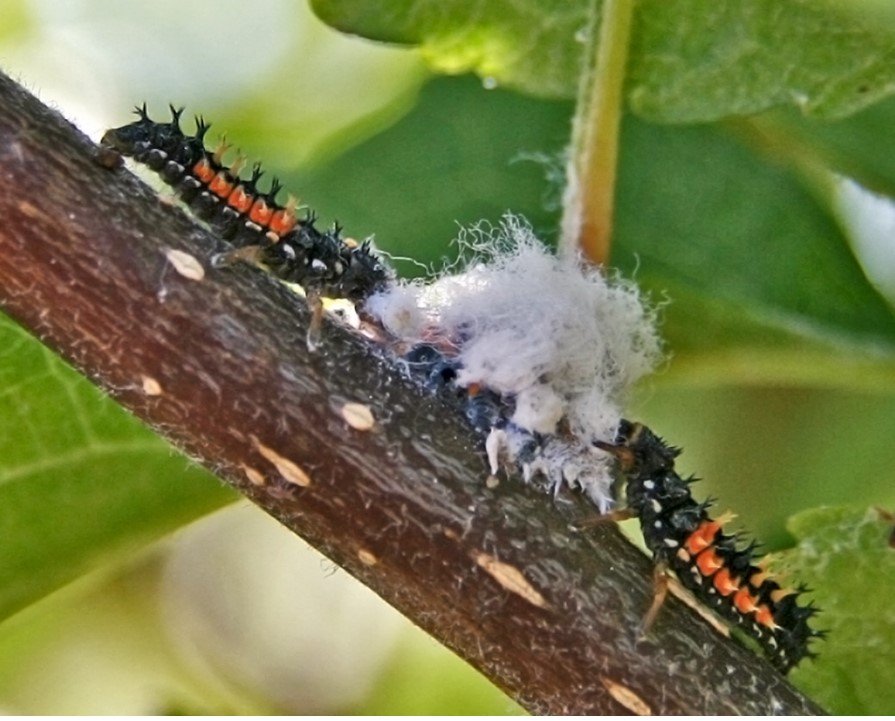 Biological Pest Control