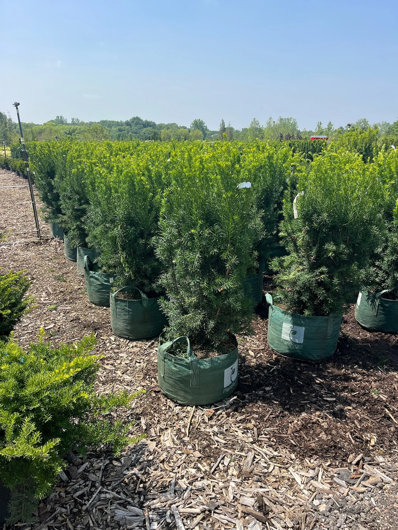 #10 Taxus media ‘Hicksii’