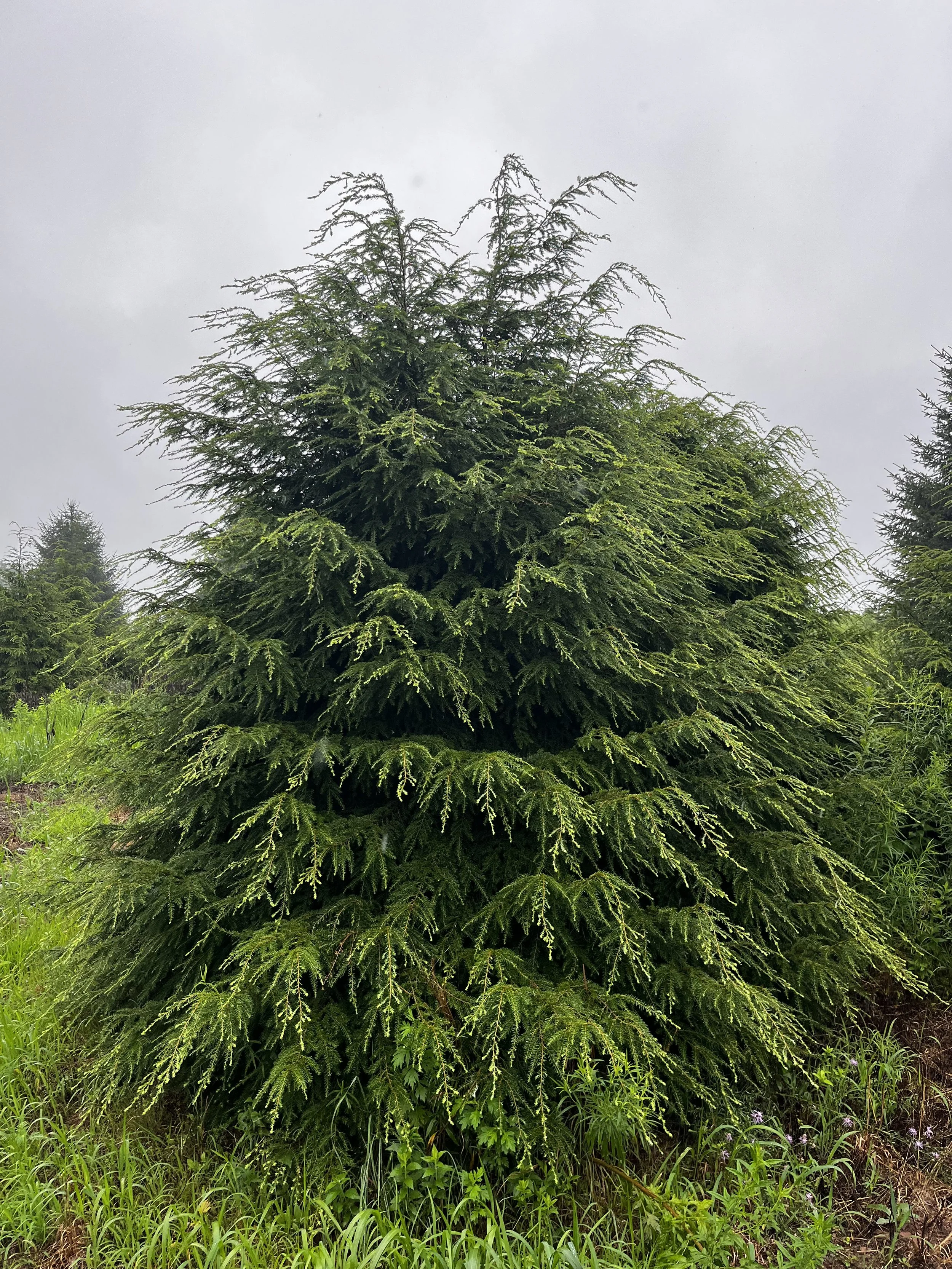 12ft Tsuga canadensis (special order)