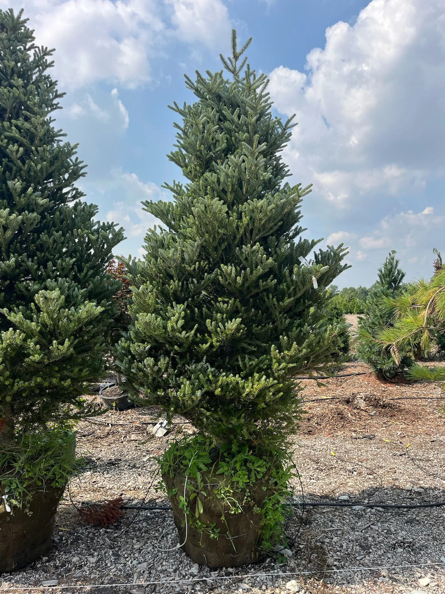 8’ Abies koreana ‘Silberlocke’