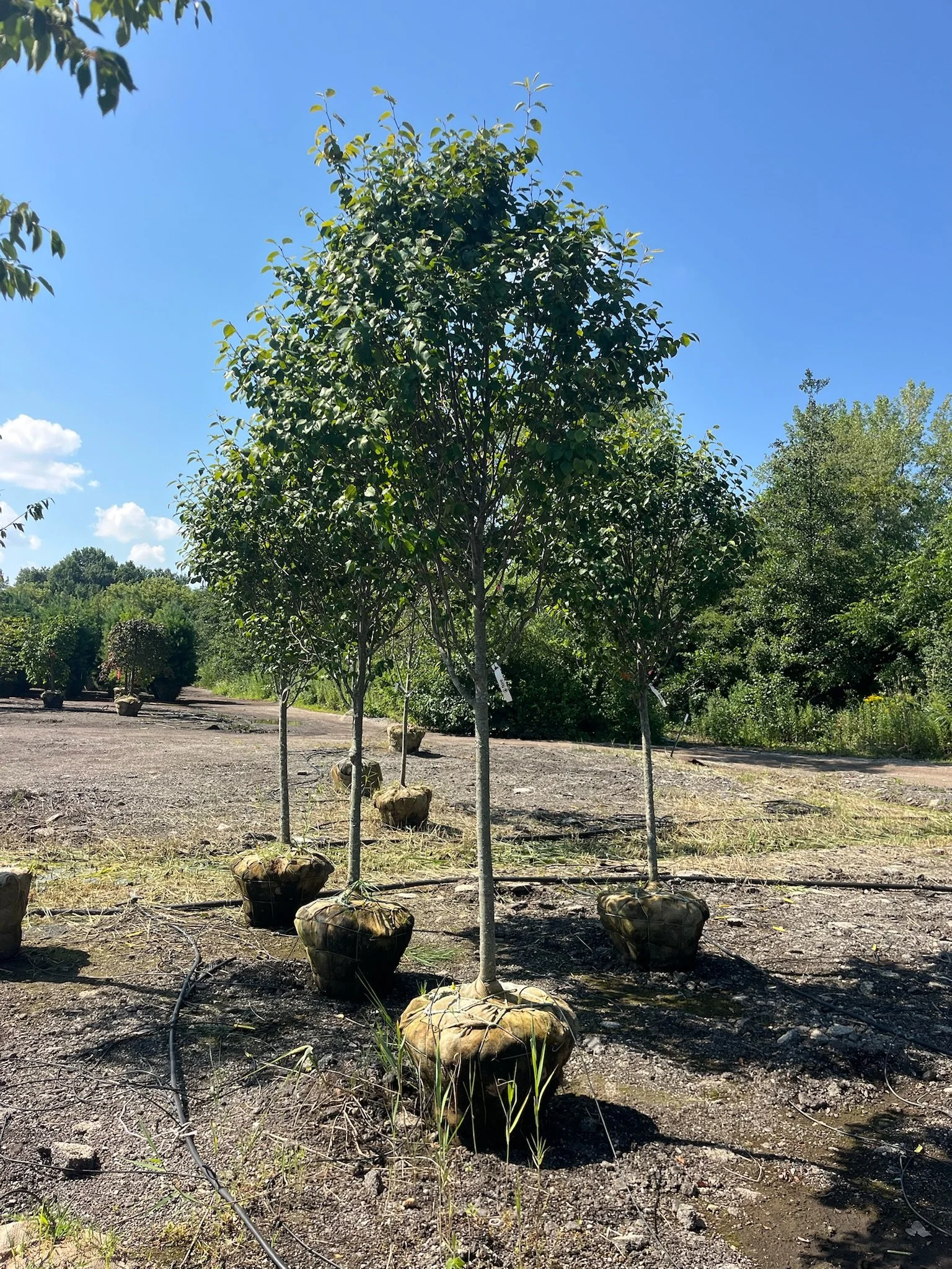 2” Amelanchier ‘Robin Hill’