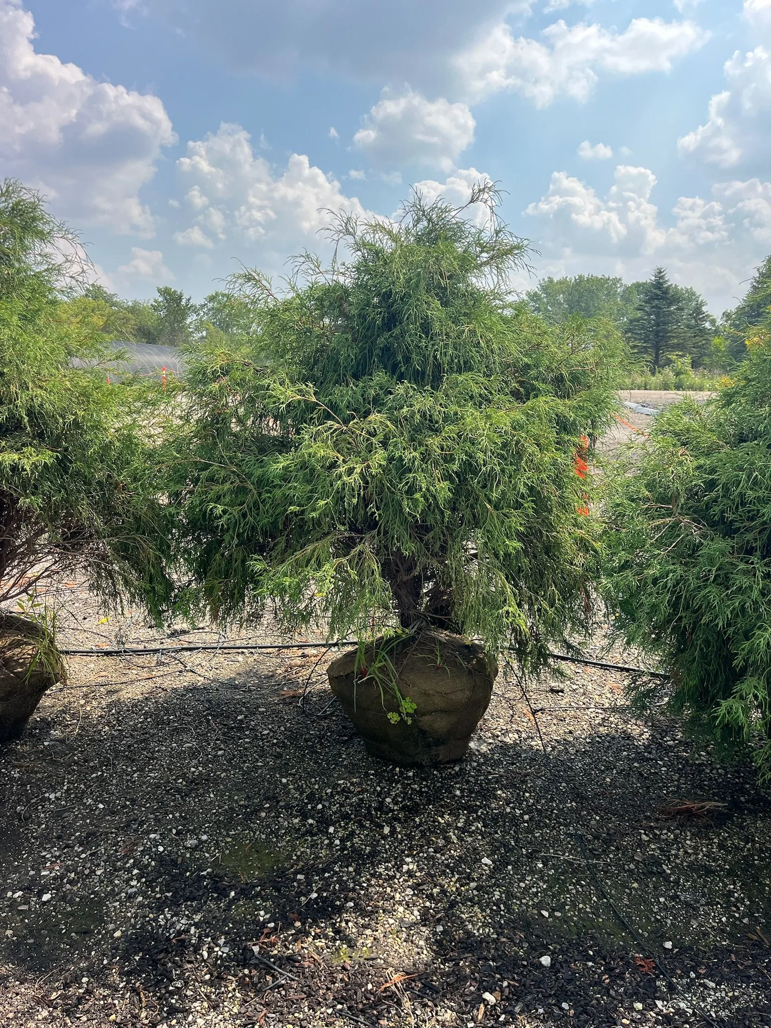 48” Chamaecyparis pisifera ‘Filifera’
