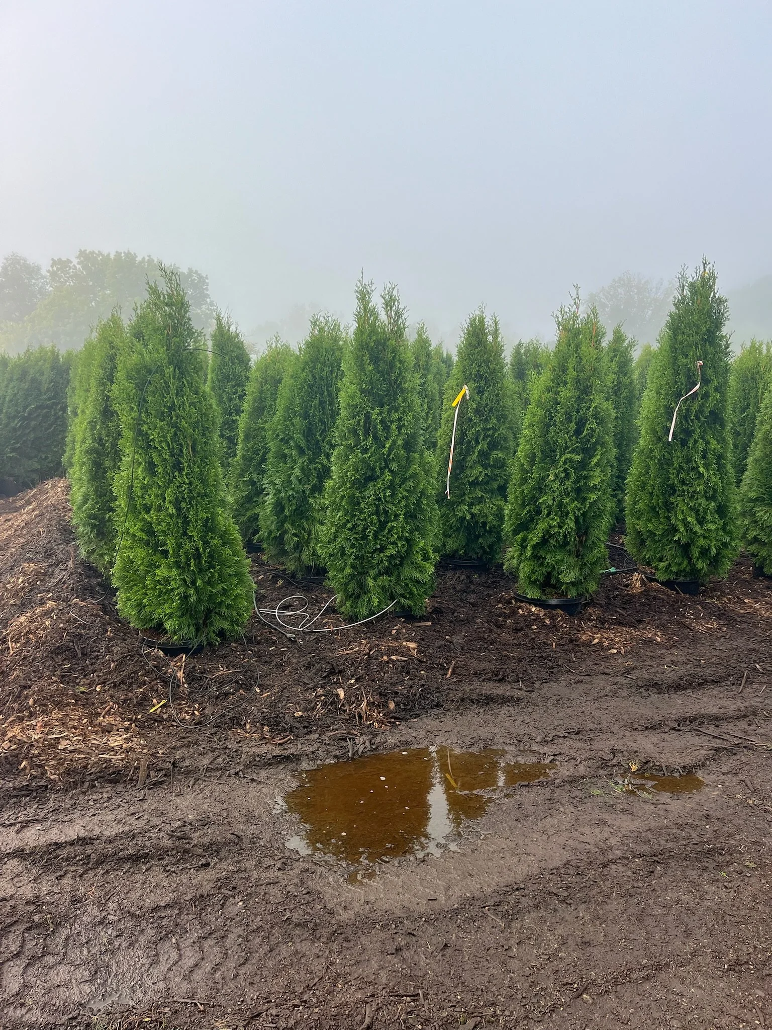 5ft, #10 Thuja occidentalis ‘Smaragd’