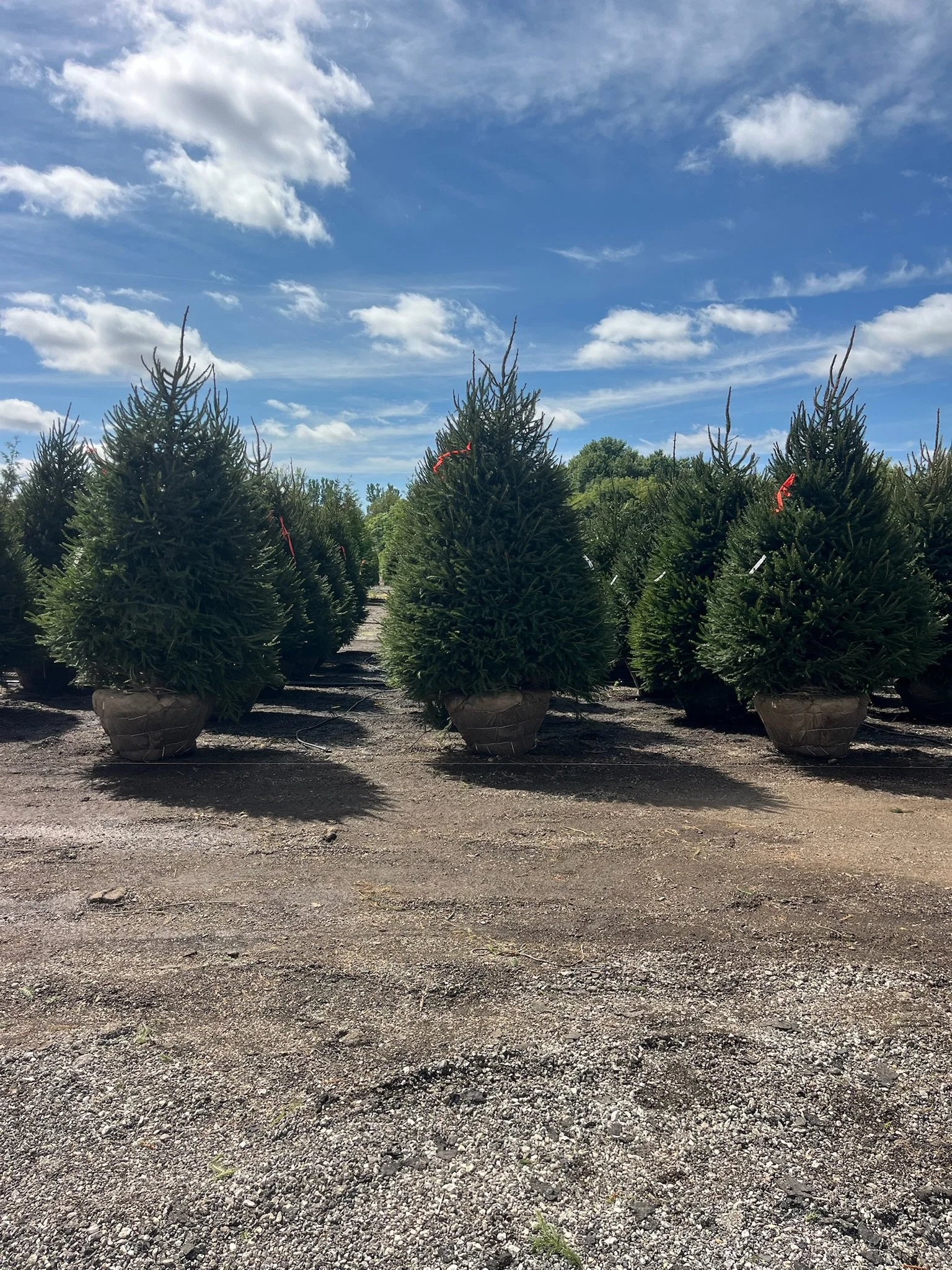 8ft & 9ft Picea abies