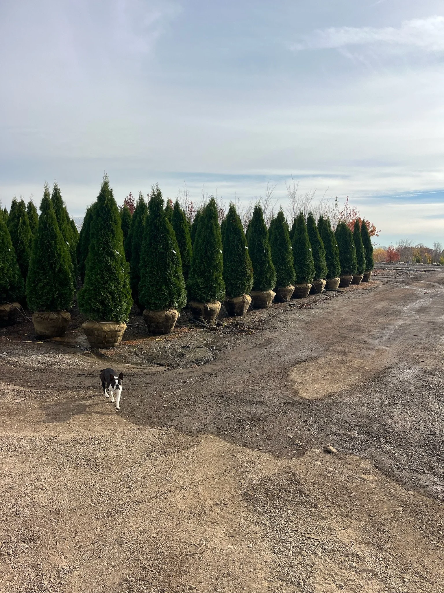 7ft Thuja occidentalis ‘Smaragd’