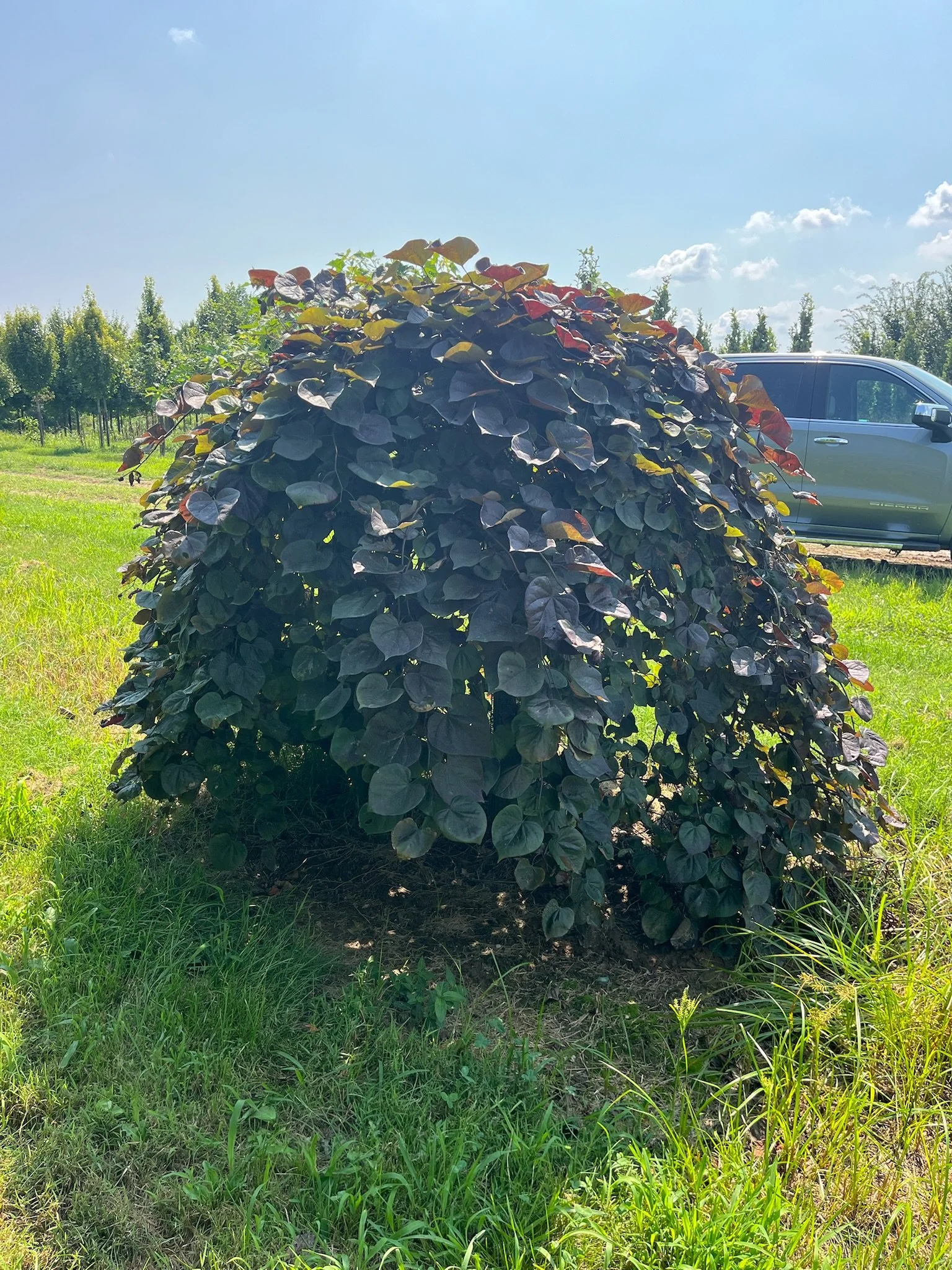 3” Cercis ‘Ruby Falls’