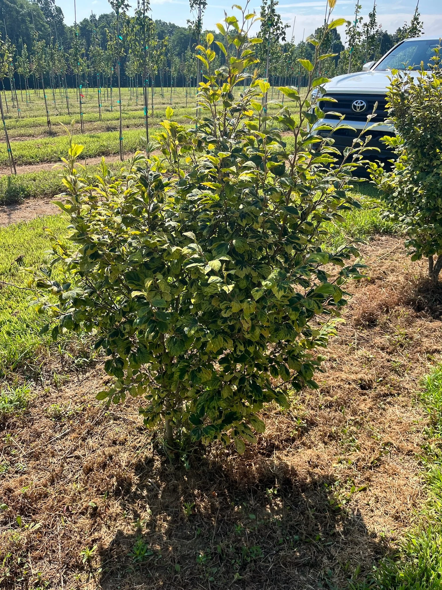 Hamamelis virginiana ‘Little Prospect’