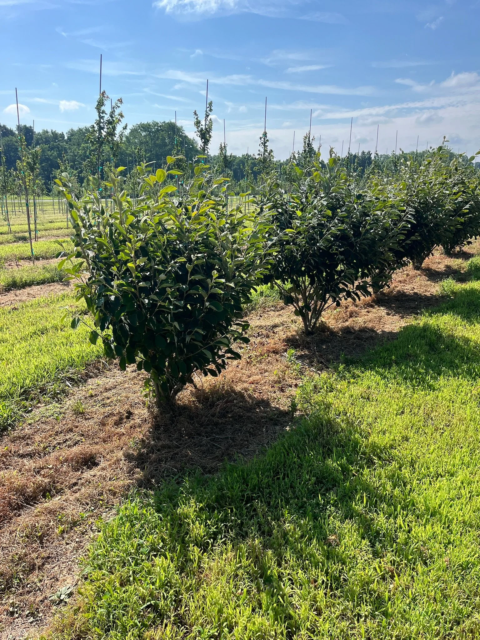48” Hamamelis intermedia ‘Arnold’s Promise’