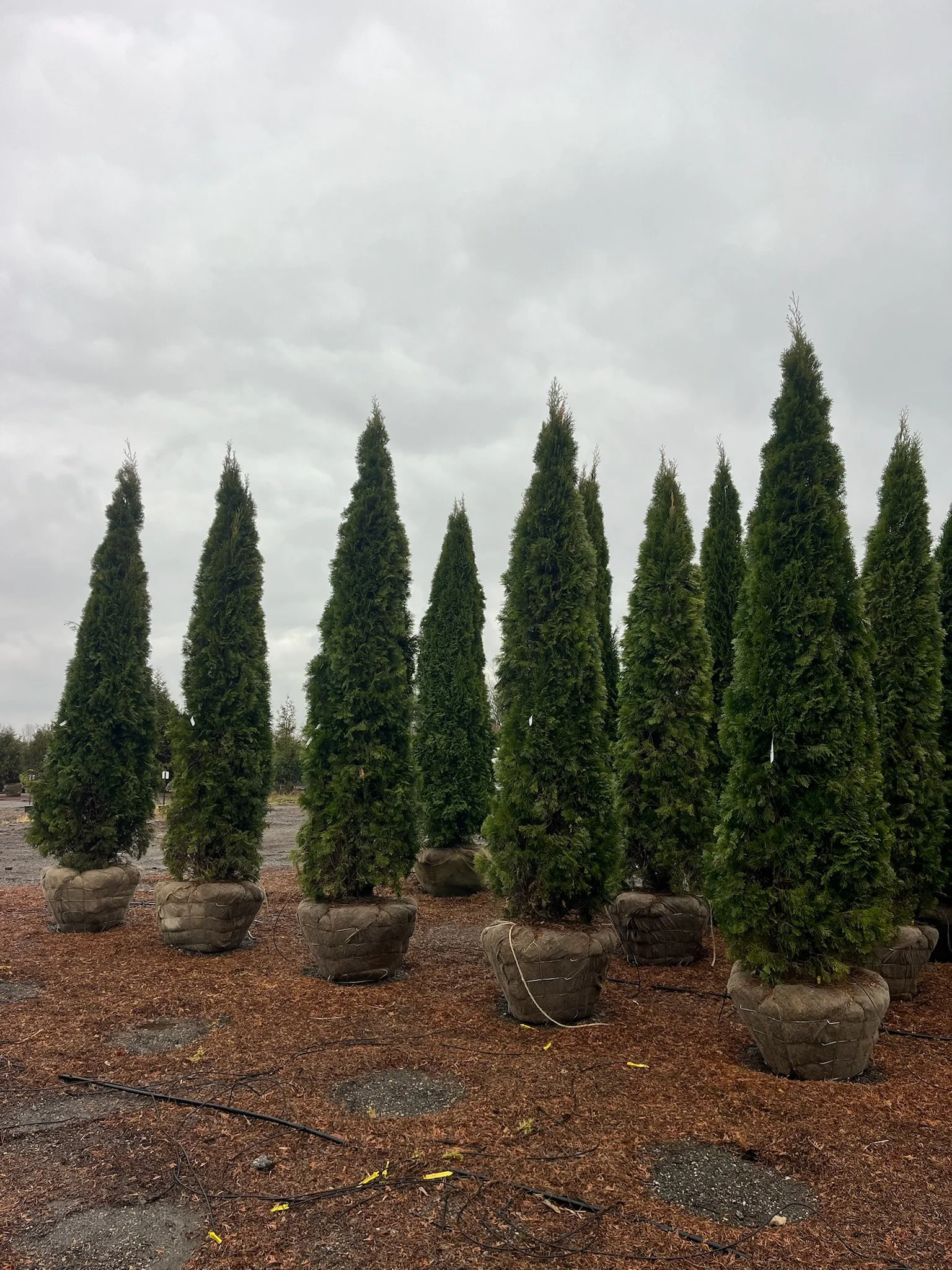 10ft Thuja occidentalis ‘Smaragd’