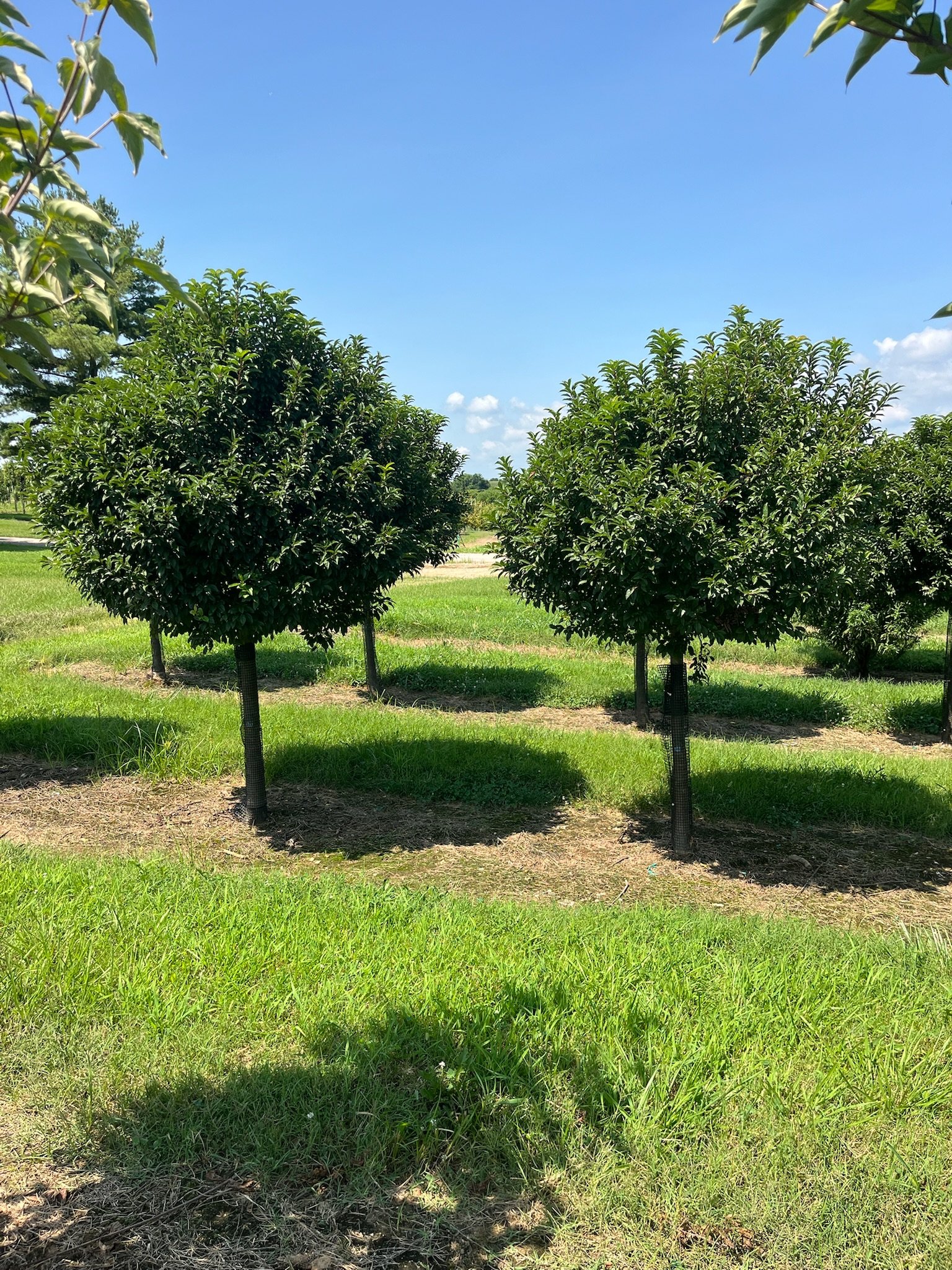 3” Malus ‘Sparkling Sprite’