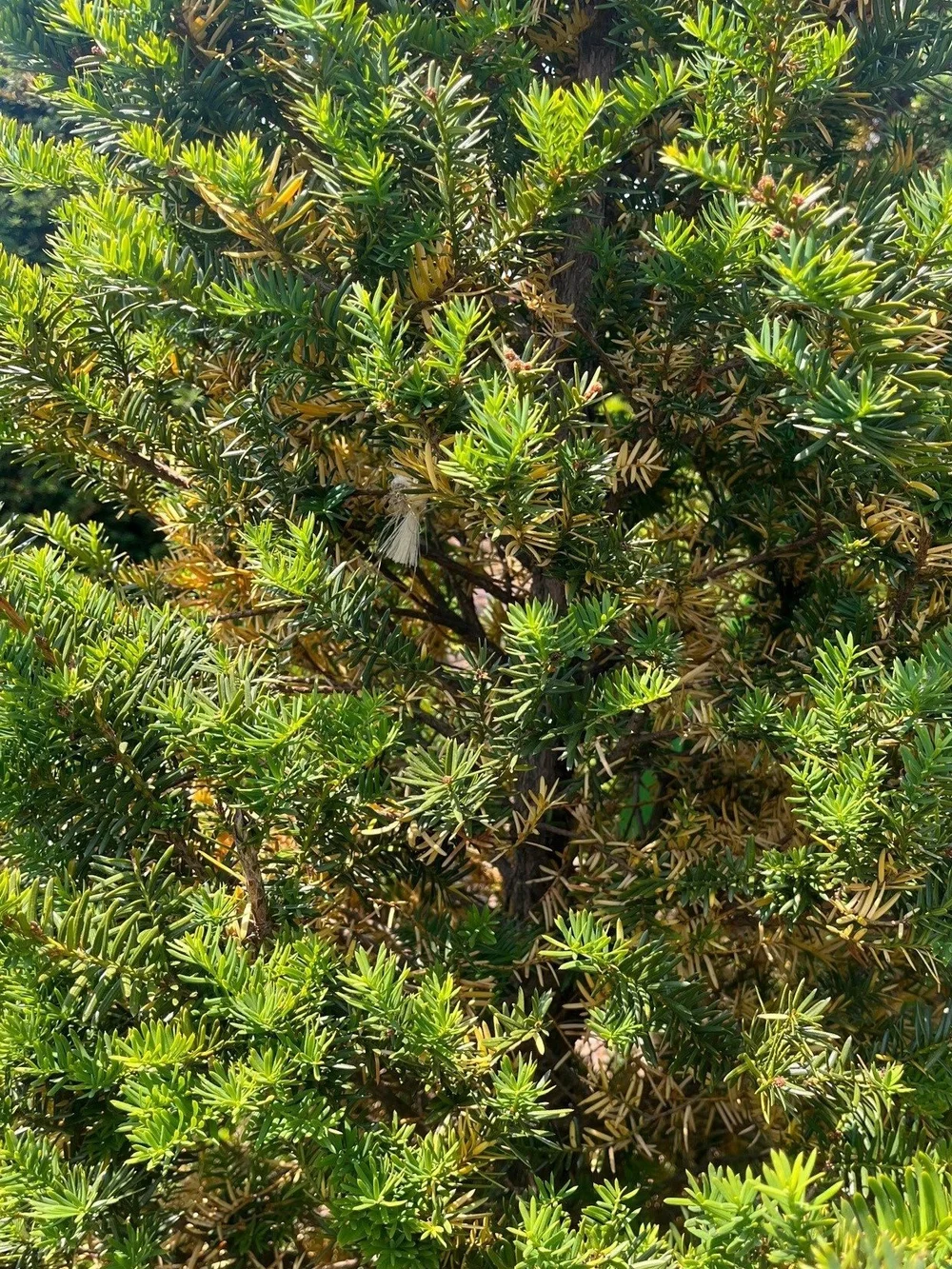 Understanding Yellowing Needles in Yews During Early Summer — Fiore