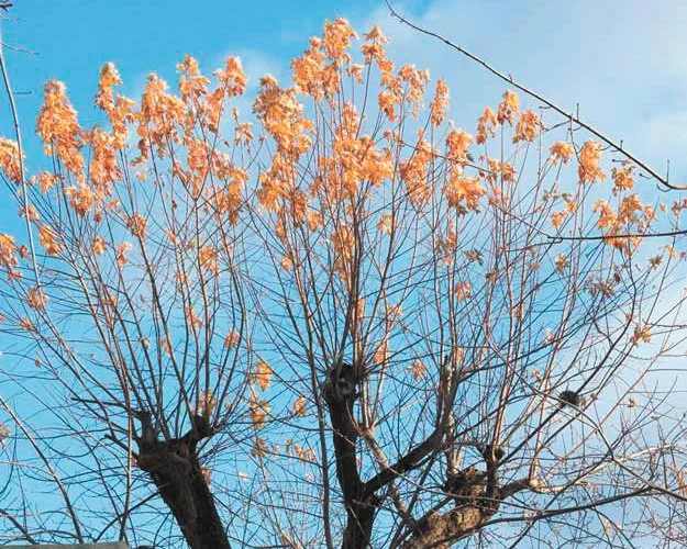The Dangers of Tree Topping: Why You Should Never Do It — Fiore Nursery ...