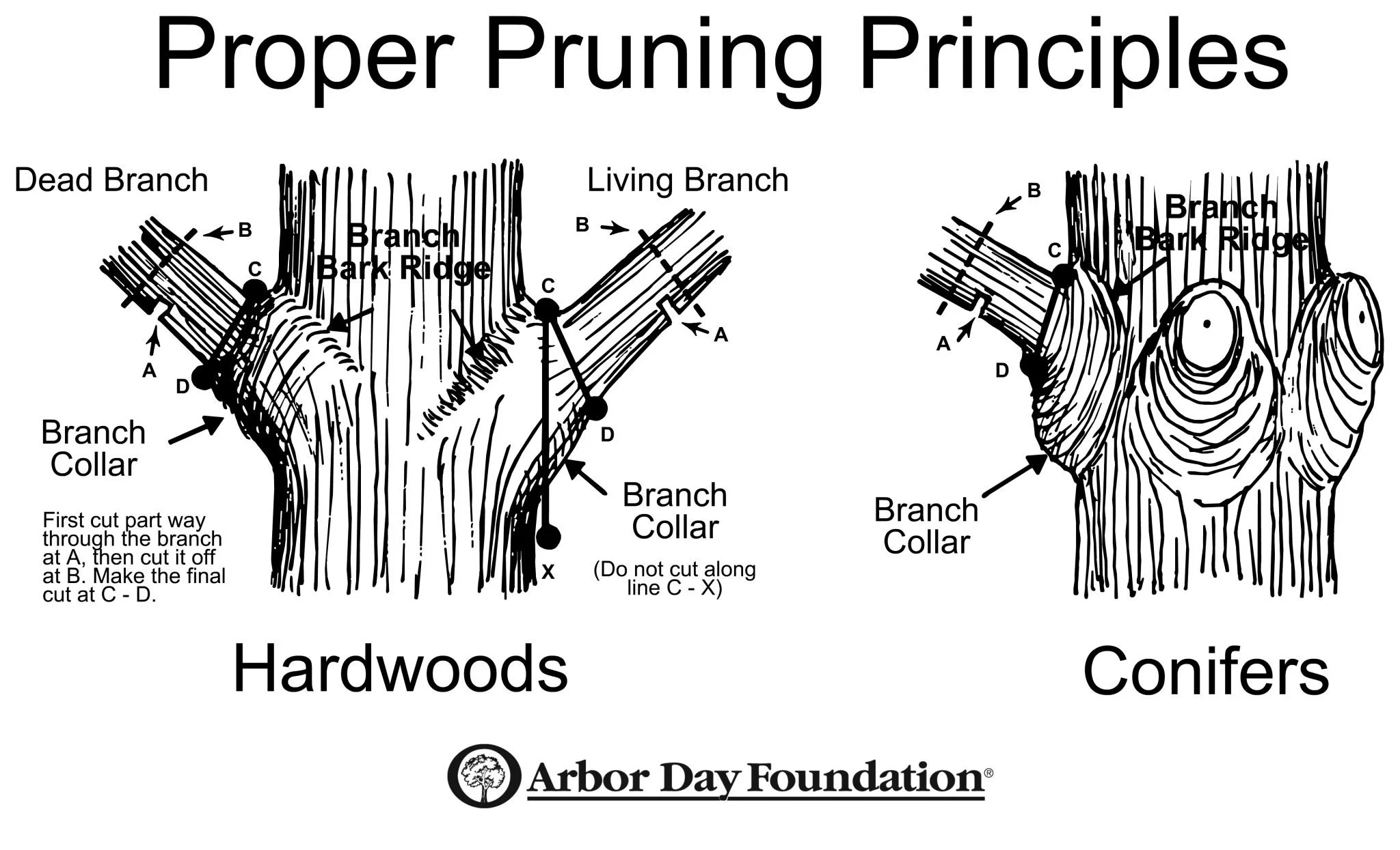 Mastering the Art of Pruning Proper Techniques for Tree Branch Pruning