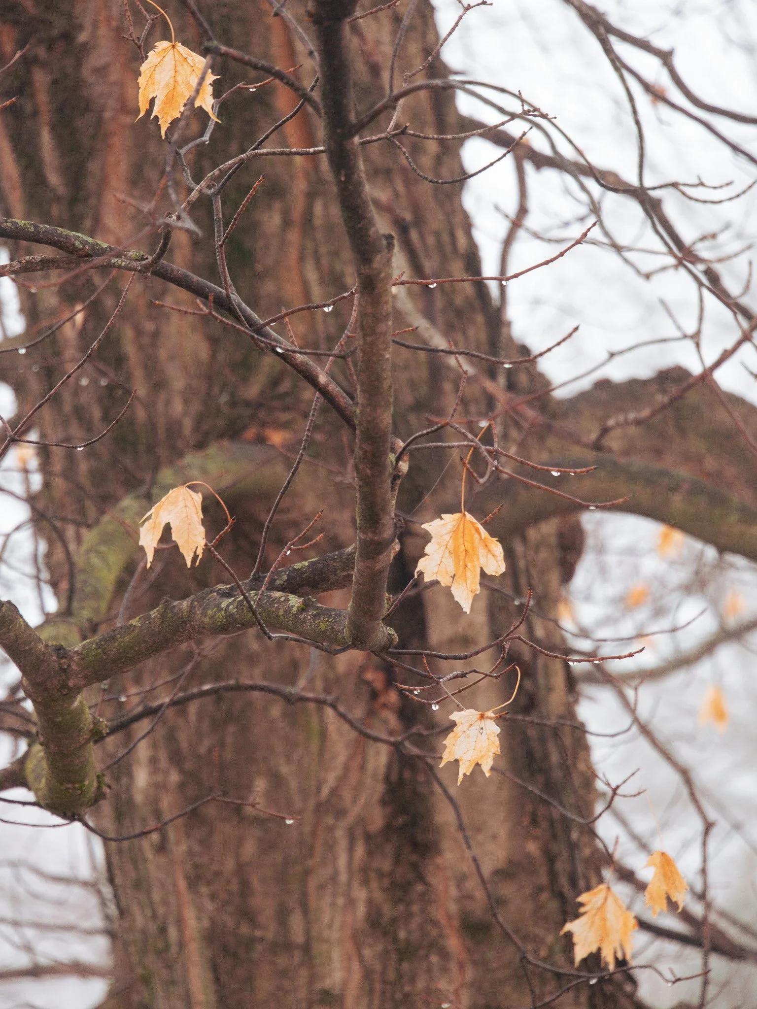 Orange Leaves - Olympus E-p5 Review