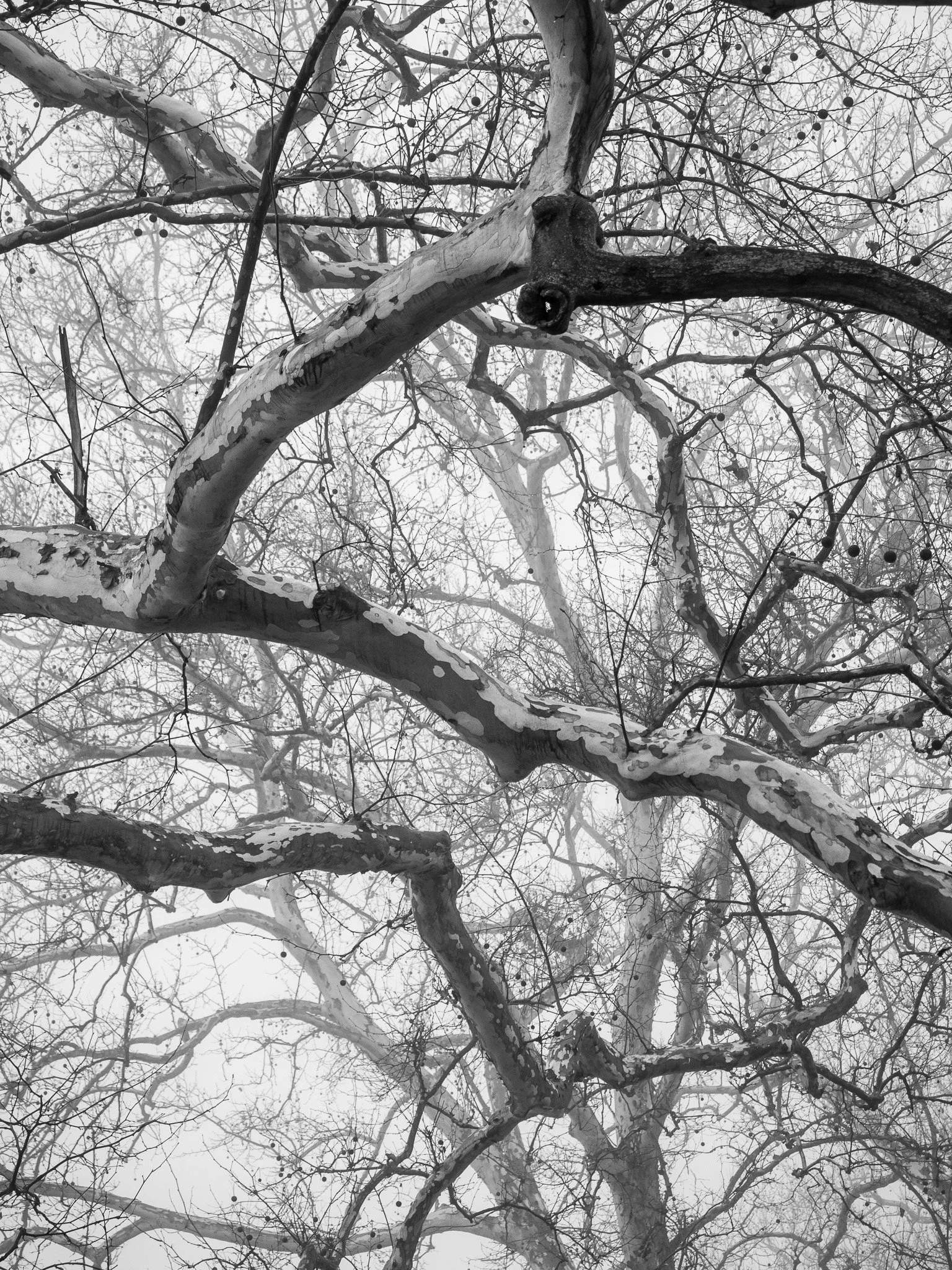 B&W Tree Branches - Olympus E-p5 Review
