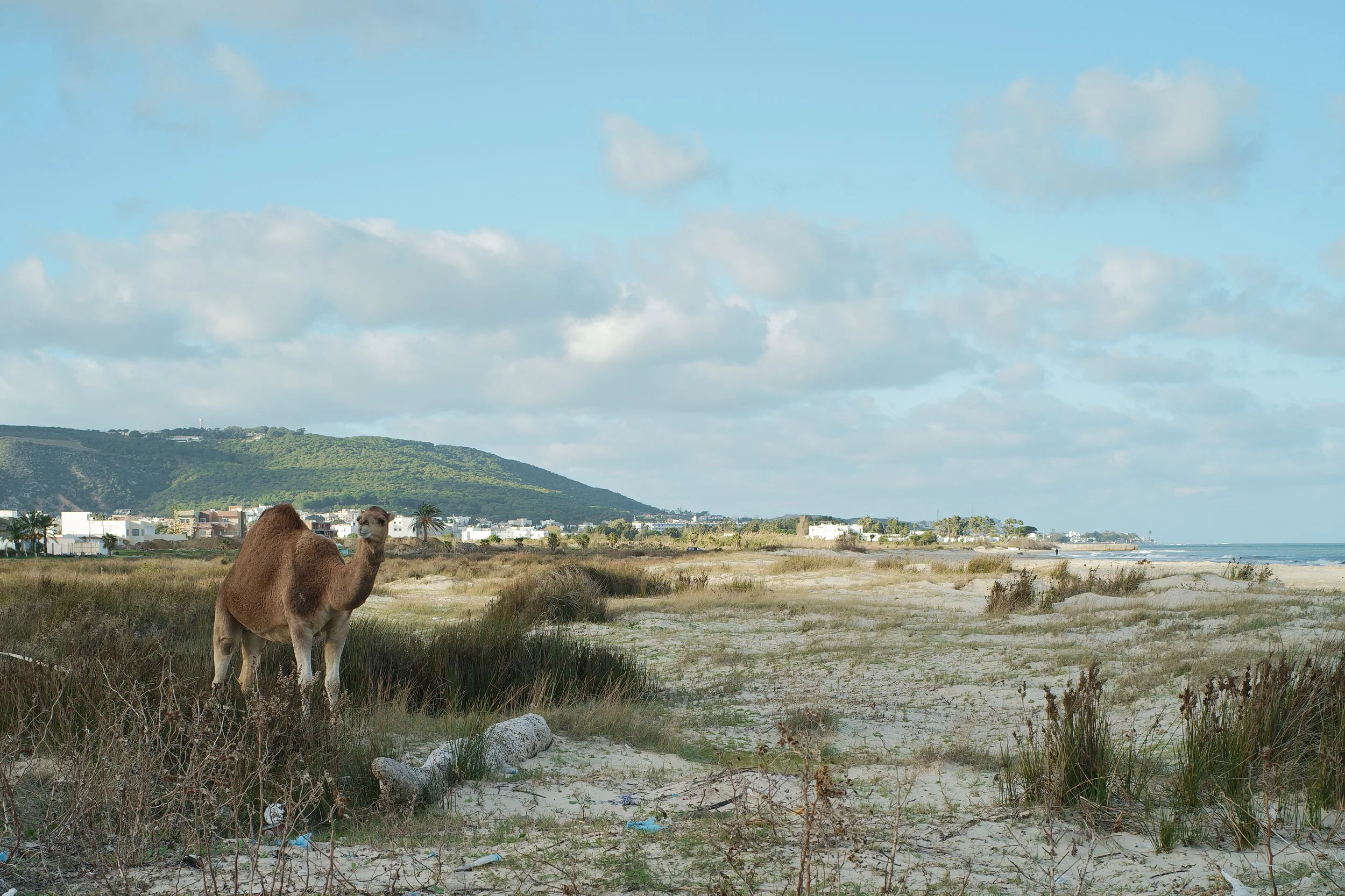 Camel in Tunisia - Sigma FP with "Something Blue" Film Simulation