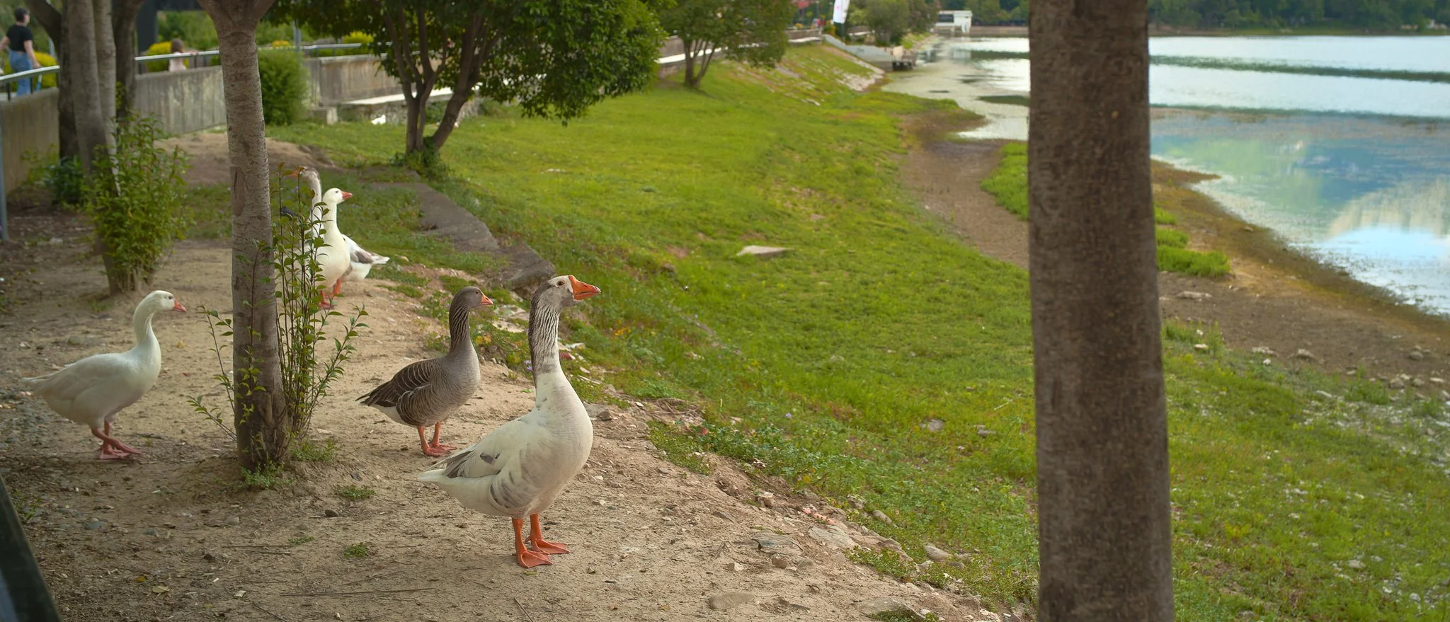 Sigma FP and FP L - Vintage Color Film Picture Profile Sample Photo