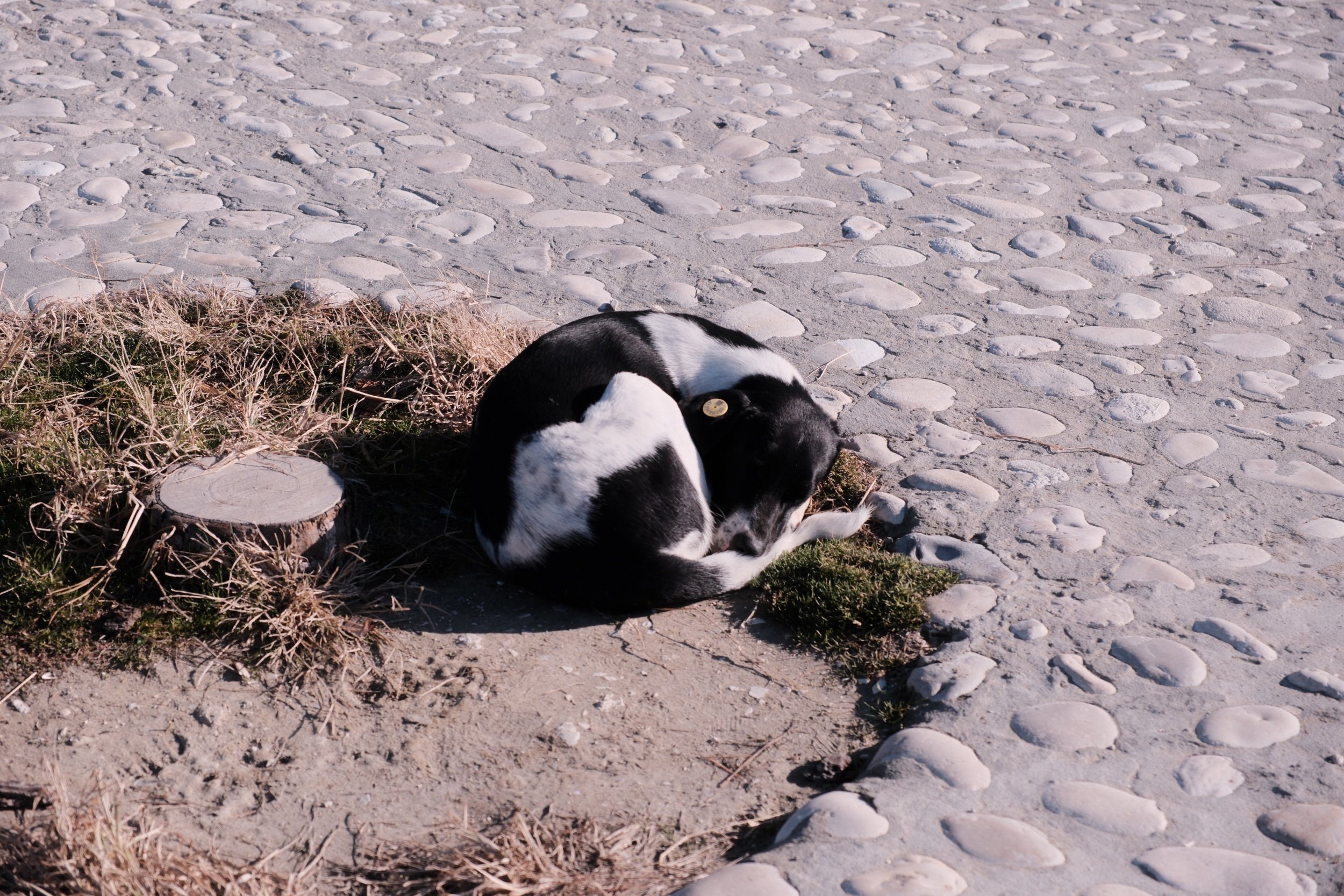 Sleeping Dog - Red Classic Chrome - Film Simulation for Fujifilm