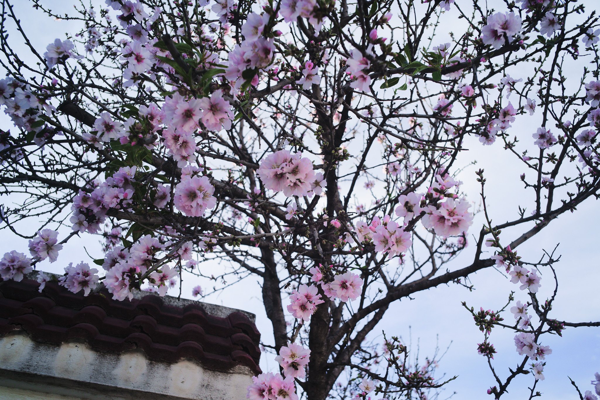 Cherry blossoms in Bizerte, Tunisia - Sigma Film Simulation - Vivid +2 for the Sigma FP and FPL