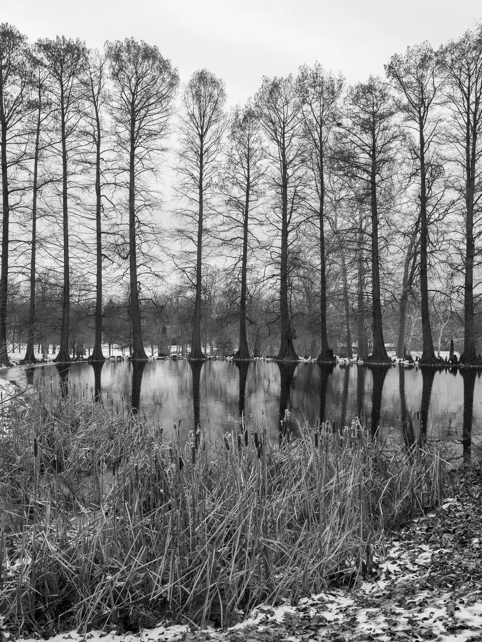 Row of Trees by the Pond - Olympus E-p5 Review