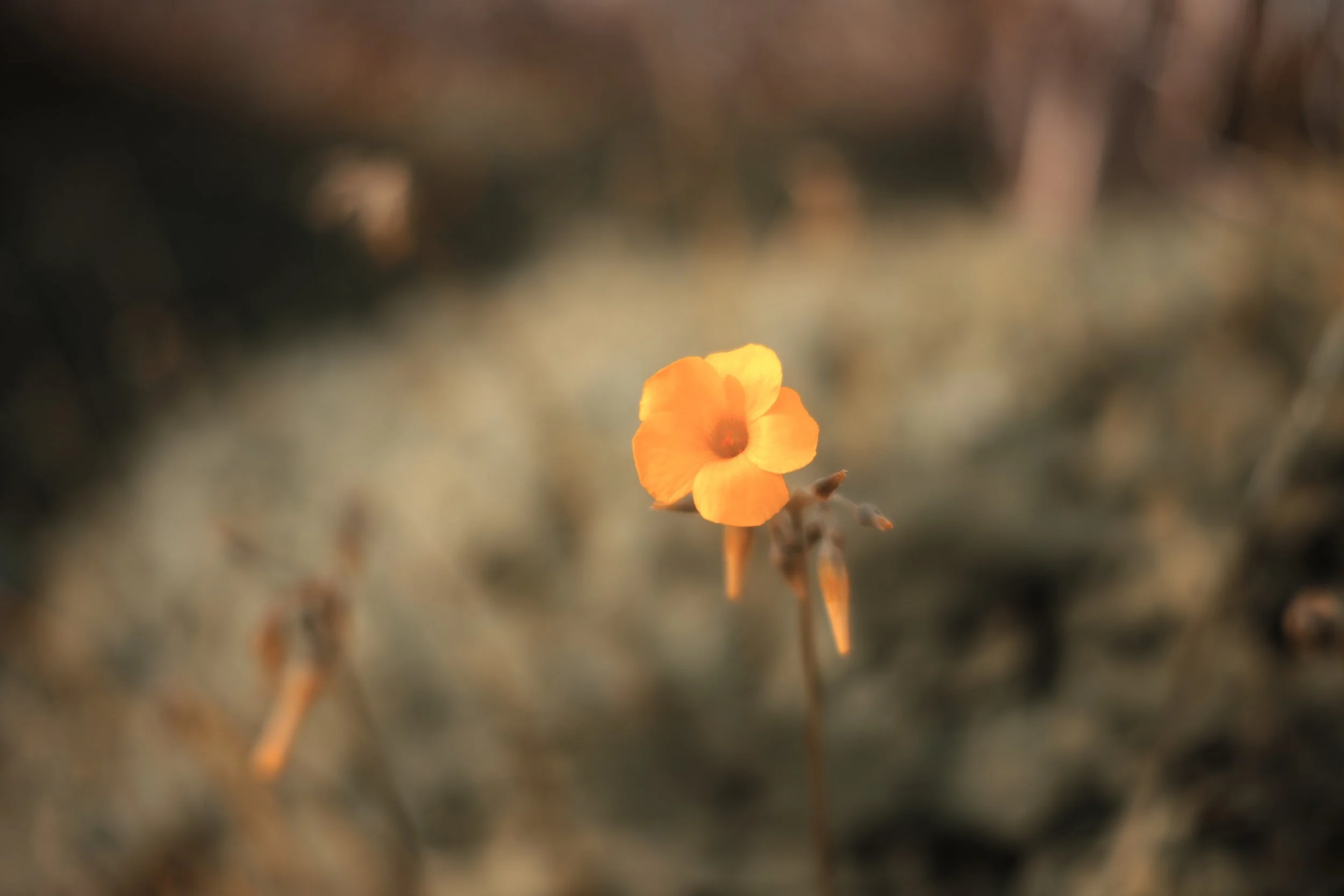 Moody Orange and Teal - Sigma FP Film Simulation