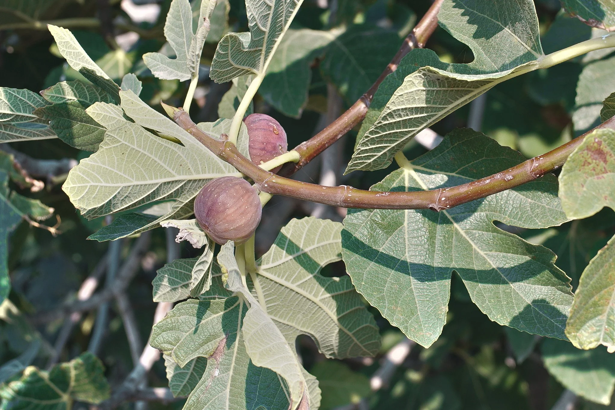 Vlore, Albania - Sigma FP, Summer Blue Film Simulation