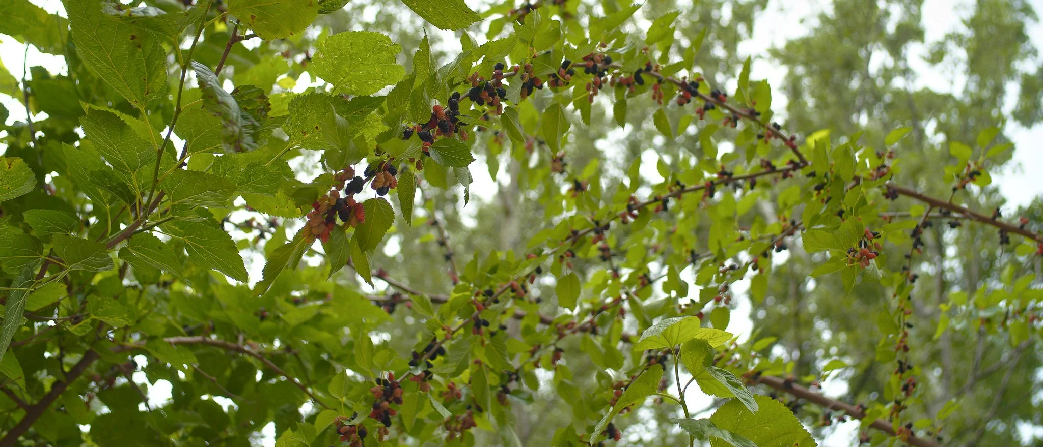 Sigma FP and FP L - Vintage Color Film Picture Profile Sample Photo