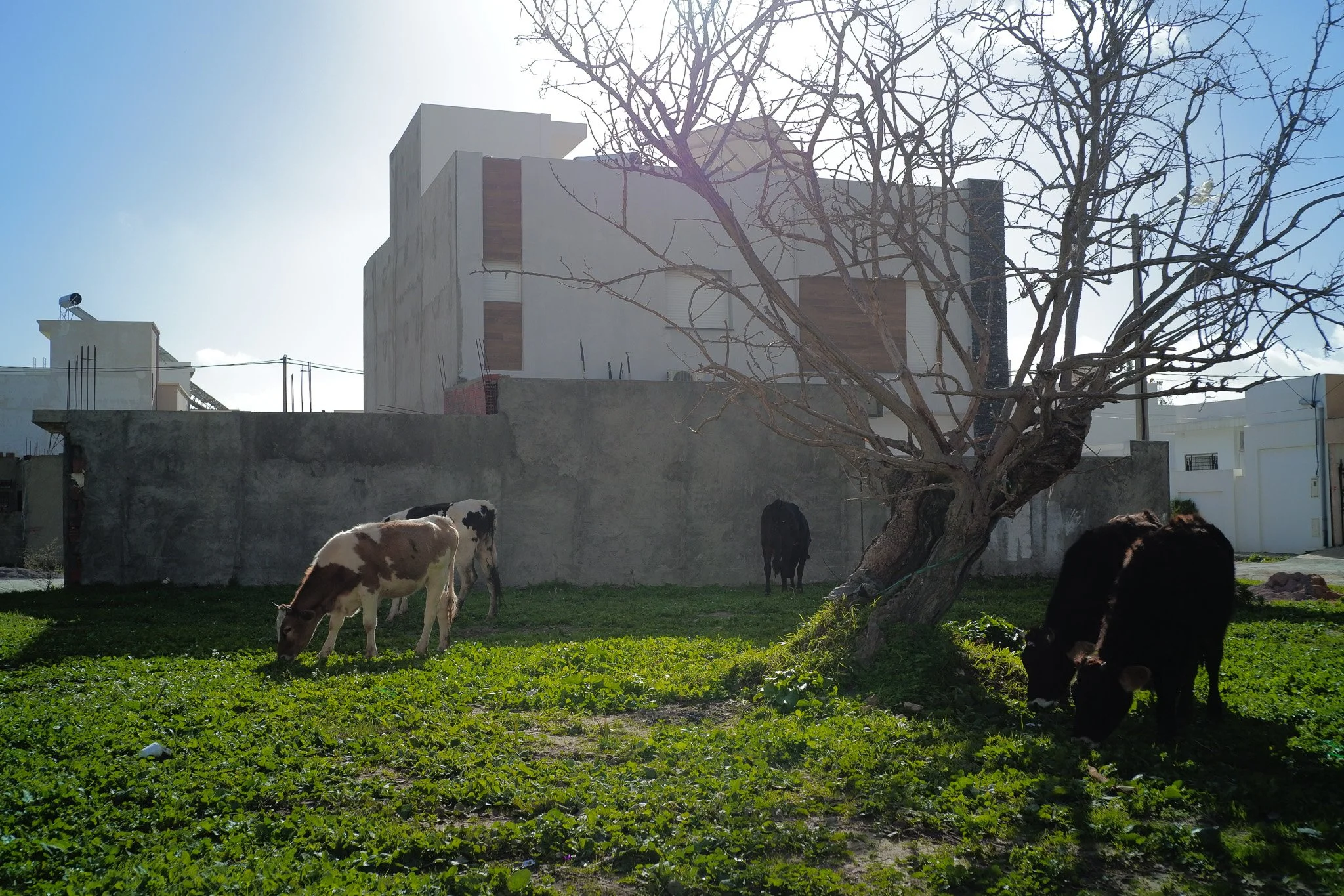 Cows eating grass - Sigma Film Simulation - Vivid +2 for the Sigma FP and FPL