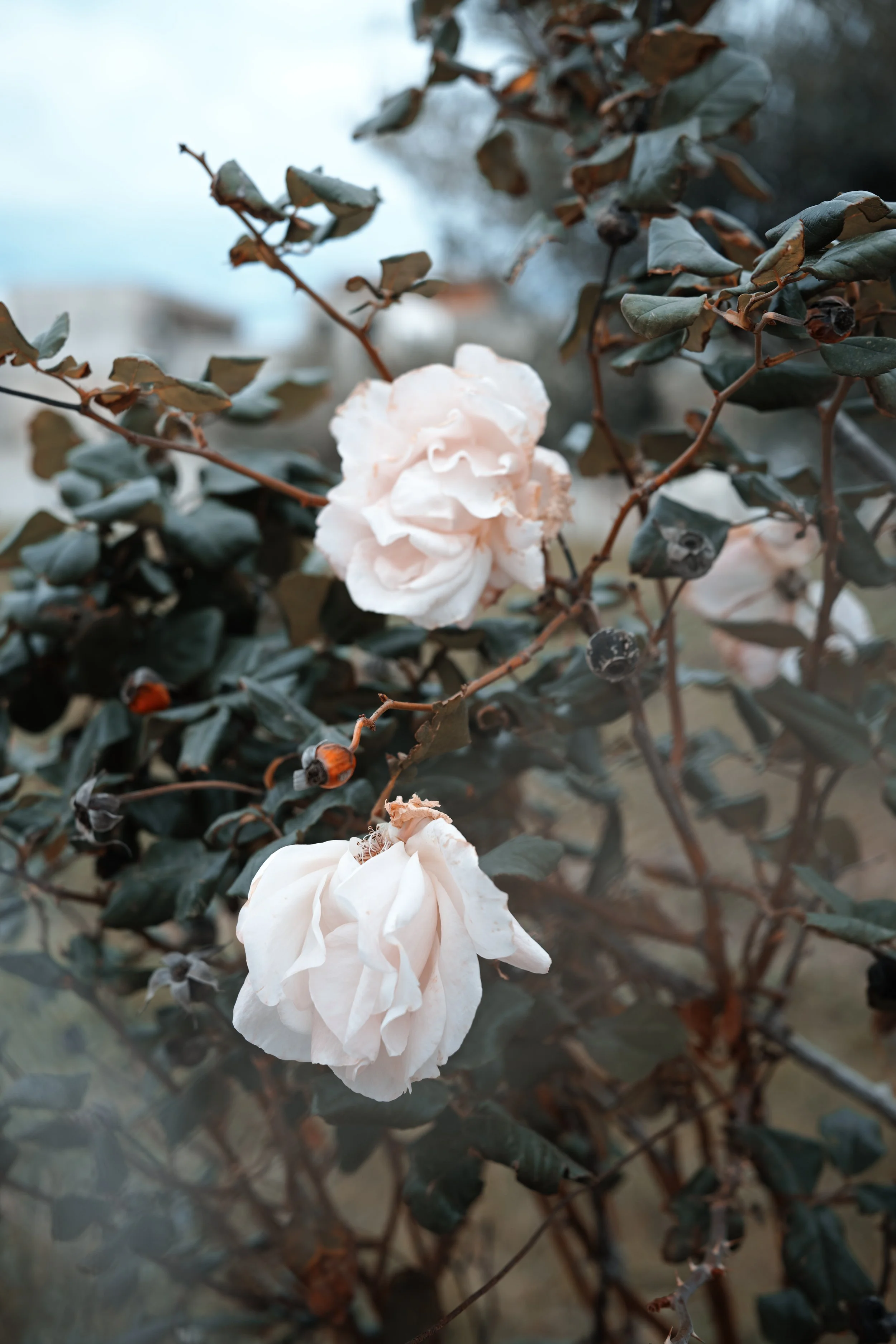 Moody Orange and Teal - Sigma FP Film Simulation