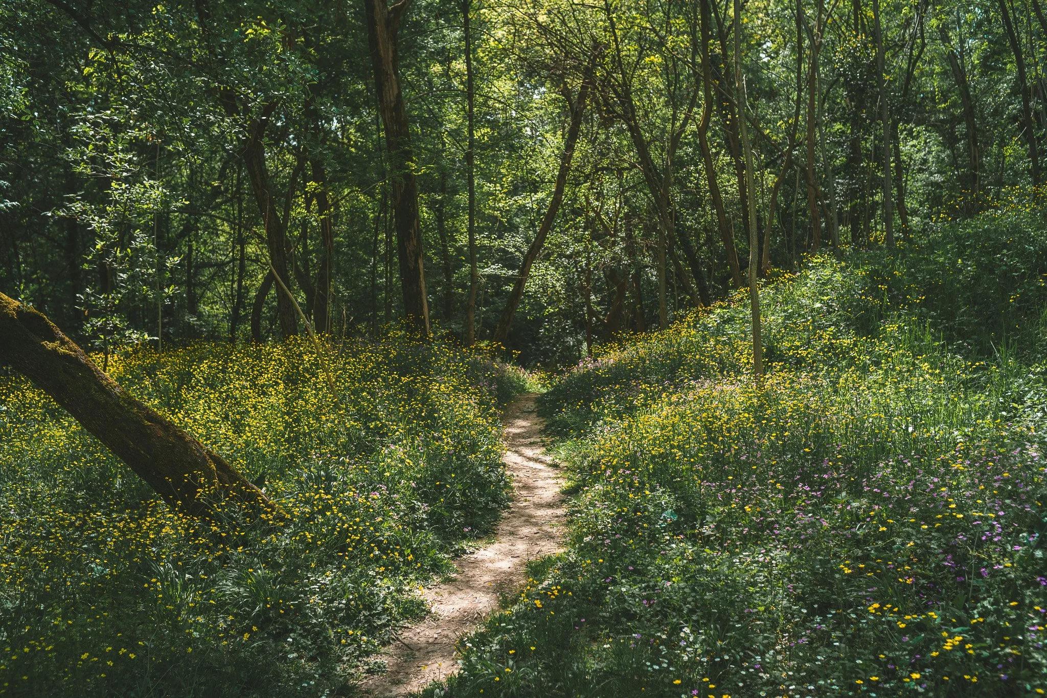 Ektar Ultra Film Simulation - Lightroom Preset