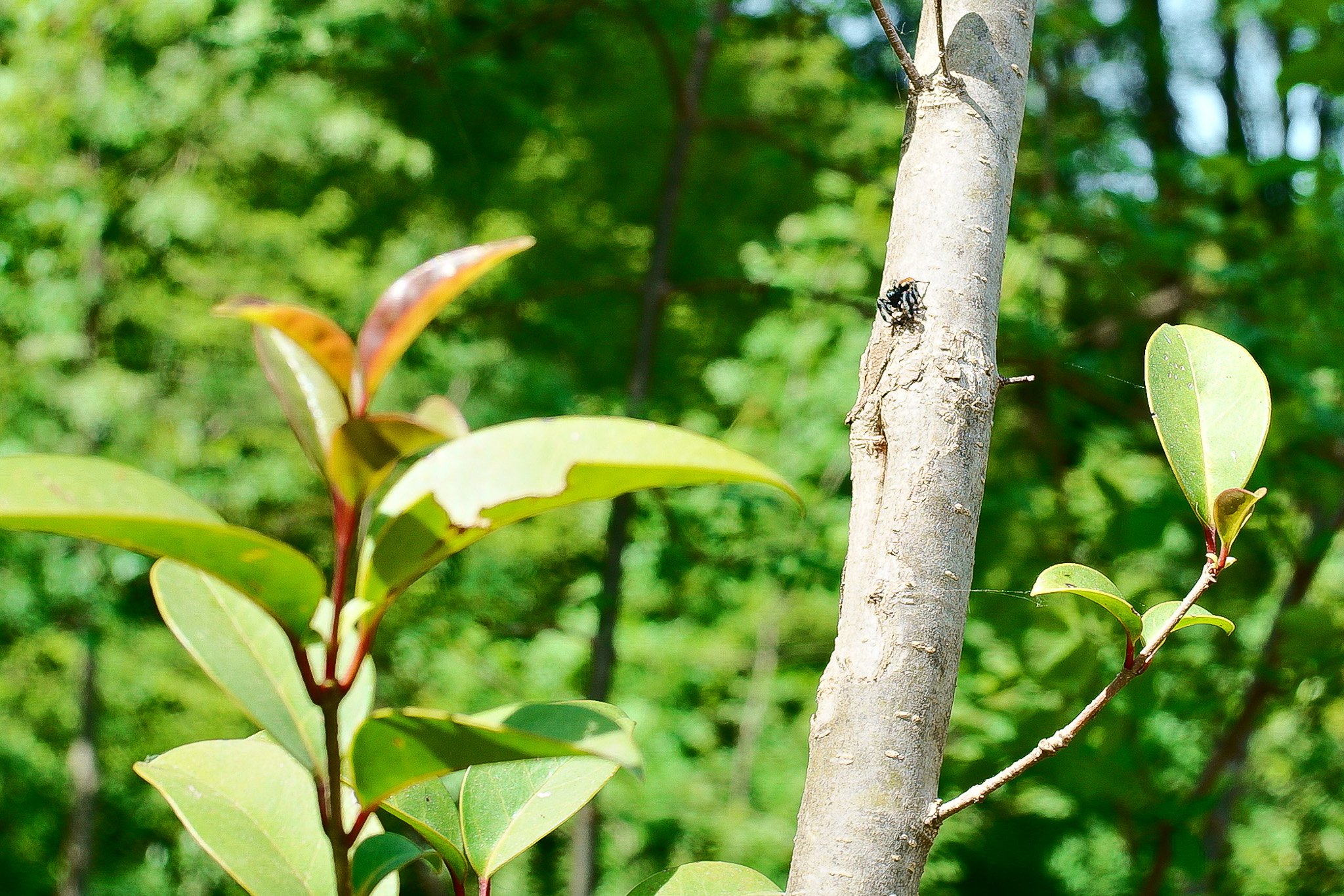 Azure Natural Film - Sigma FP Film Recipe