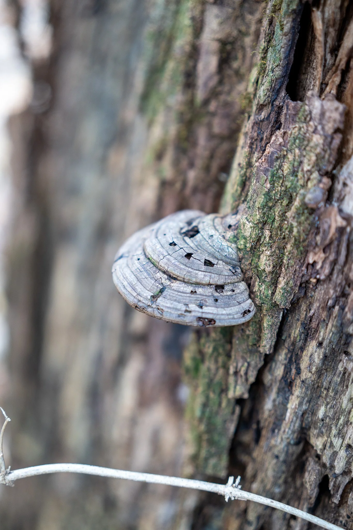 Sigma 50mm f2 Bokeh Test