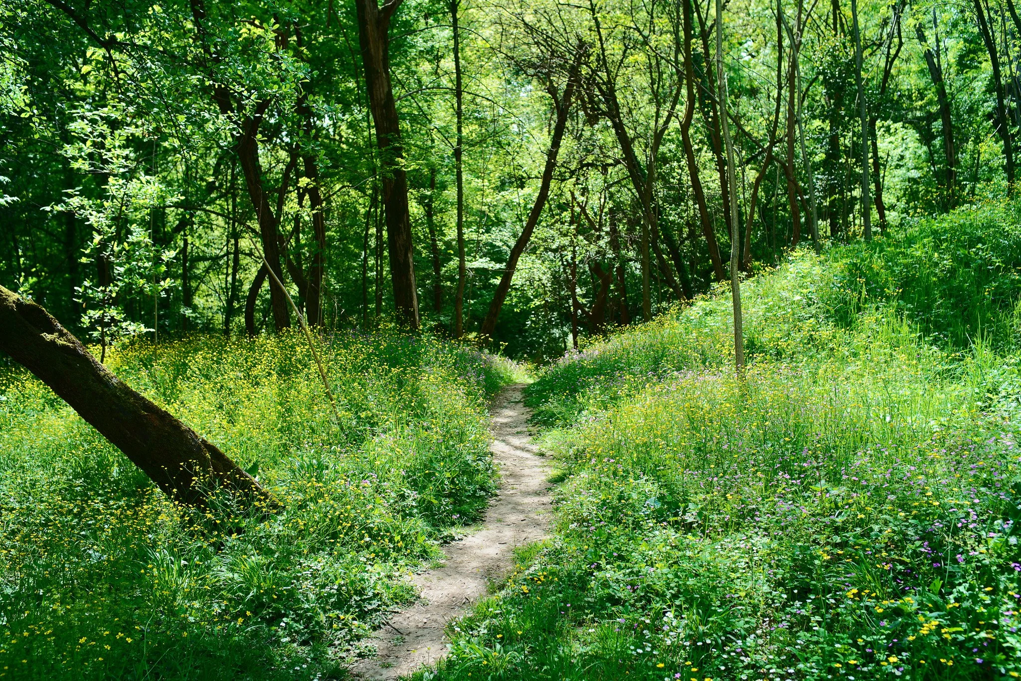 Azure Natural Film - Sigma FP Film Recipe