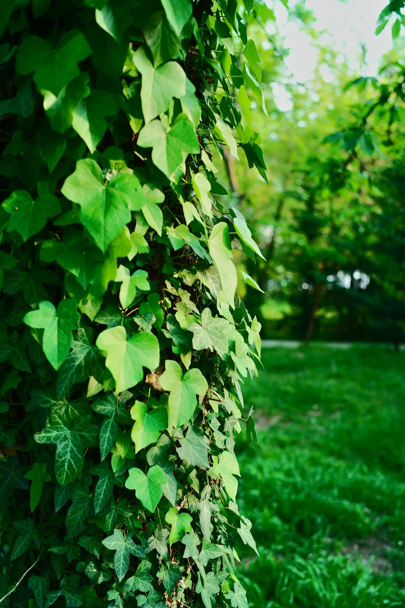 Azure Natural Film - Sigma FP Film Recipe