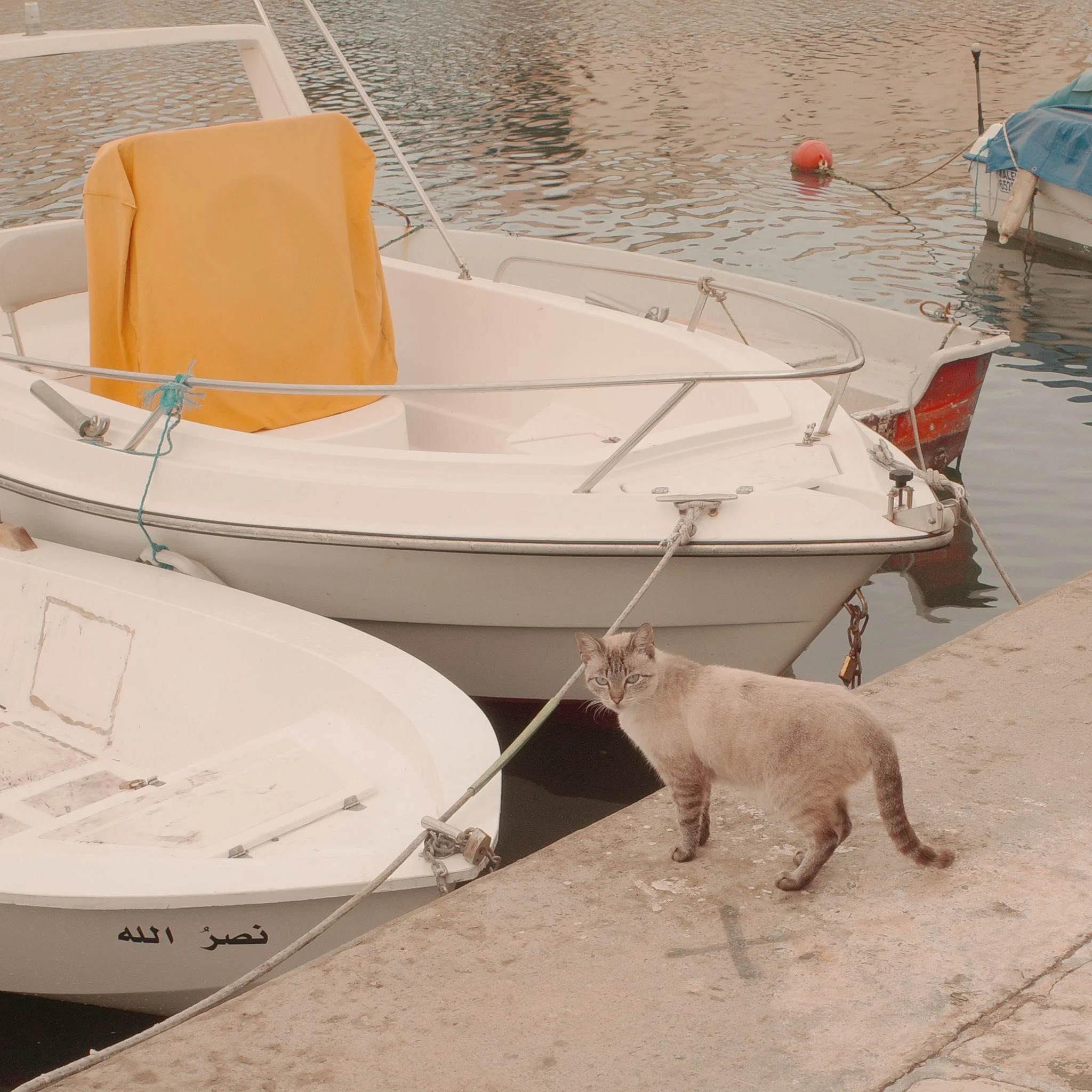Cat at the Vieux Port in Bizerte - Photographed with Ricoh GR III and Film Simulation