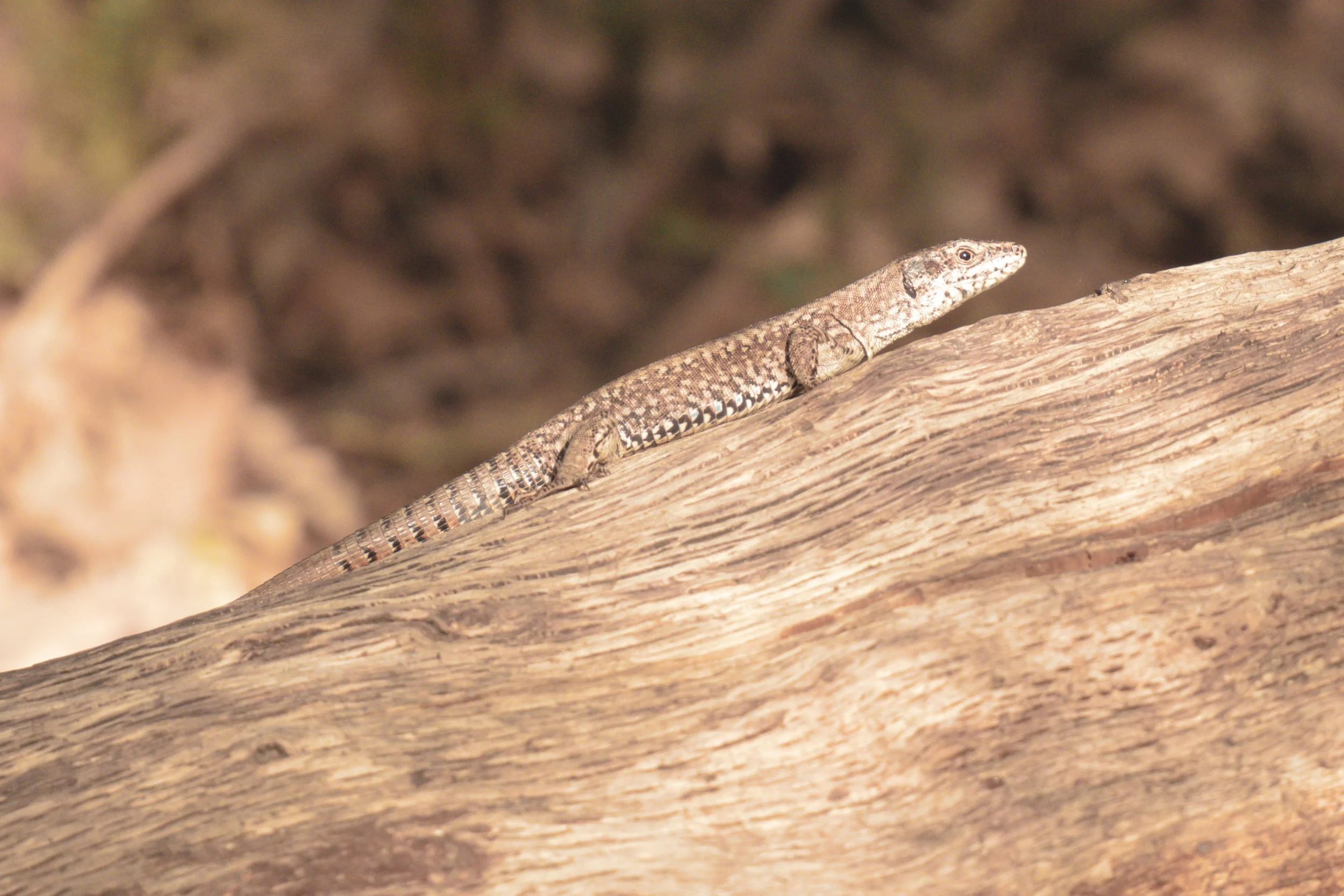Americana Provia - Free Lightroom Preset