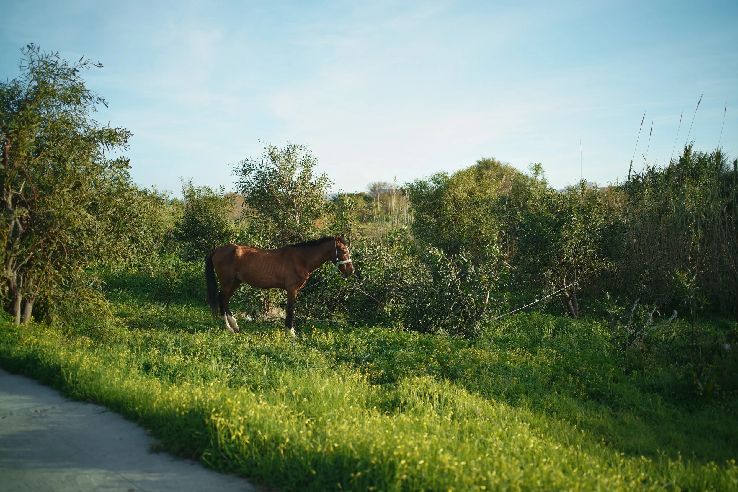 Horse - Sigma FP with "Something Blue" Film Simulation