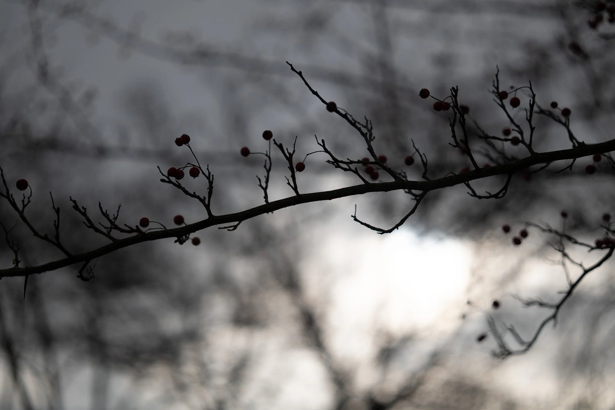 Chromatic Aberrations Test - Taken with the Sigma 50mm f2 Contemporary i-Series