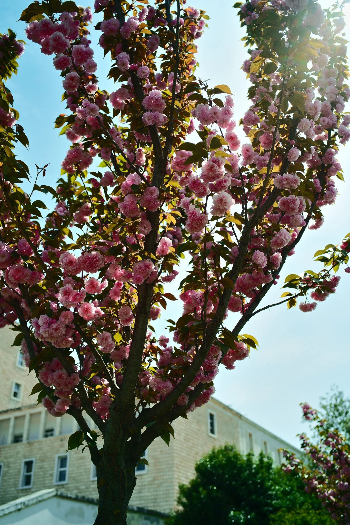 Azure Natural Film - Sigma FP Film Recipe