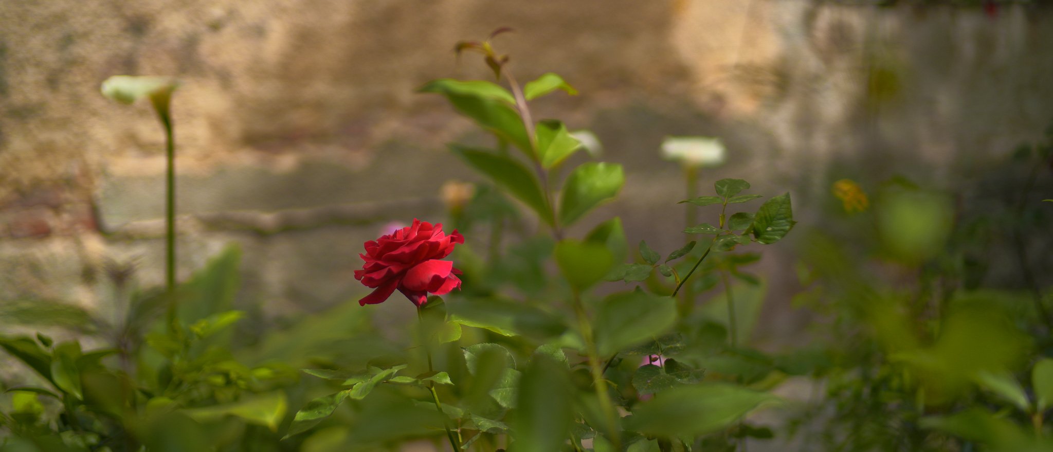 Sigma FP and FP L - Vintage Color Film Picture Profile Sample Photo