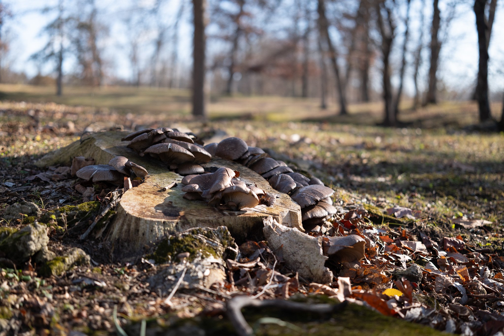 Mushrooms - Taken with the Sigma 50mm f2 Contemporary i-Series