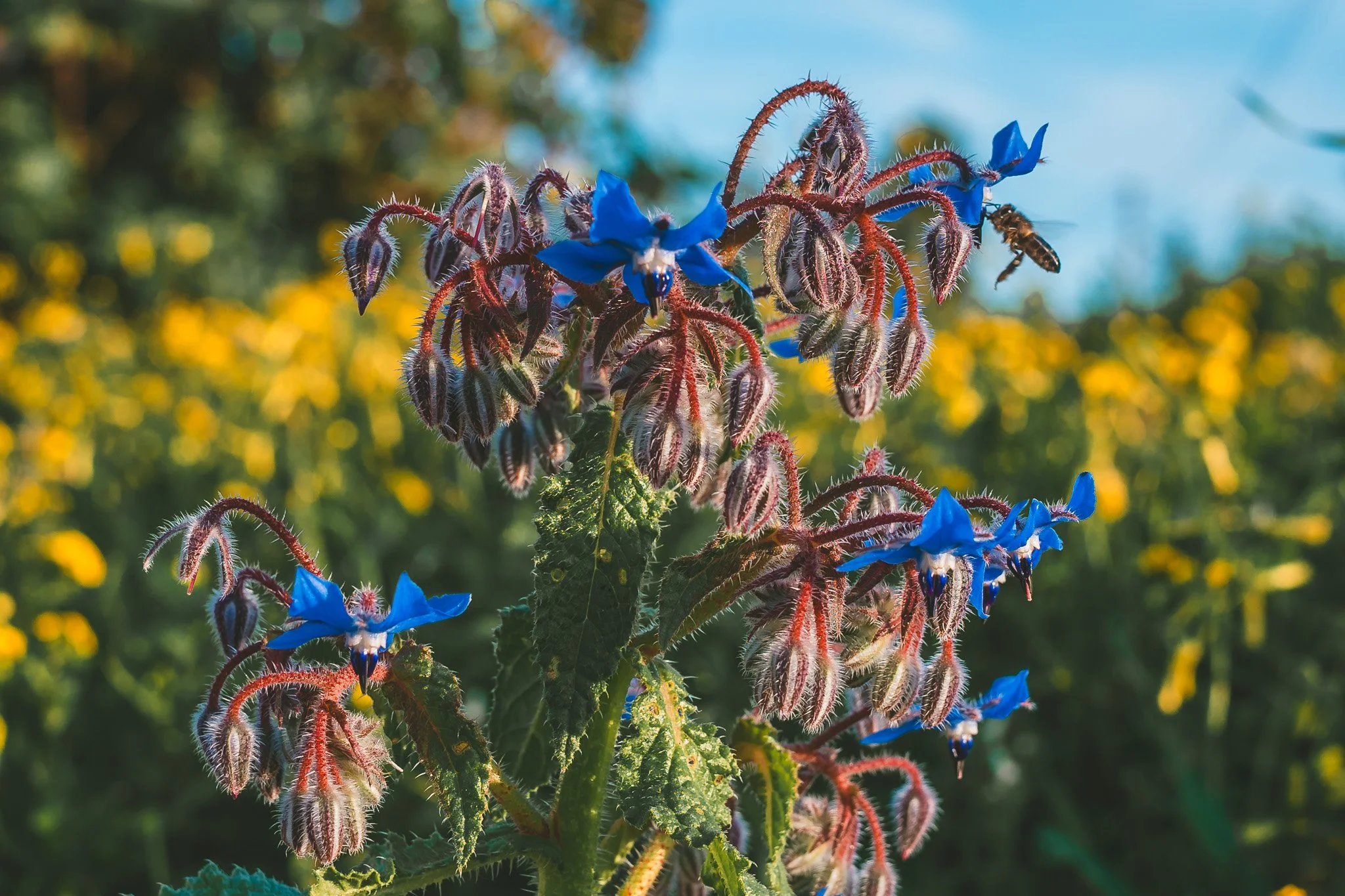 Ektar Ultra Film Simulation - Lightroom Preset