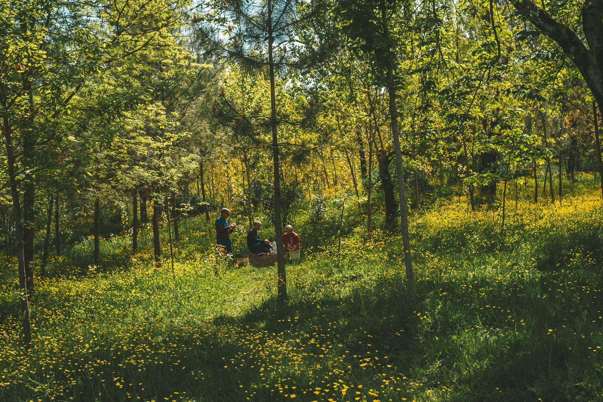 Ektar Ultra Film Simulation - Lightroom Preset