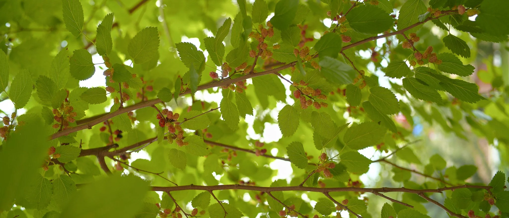 Sigma FP and FP L - Vintage Color Film Picture Profile Sample Photo